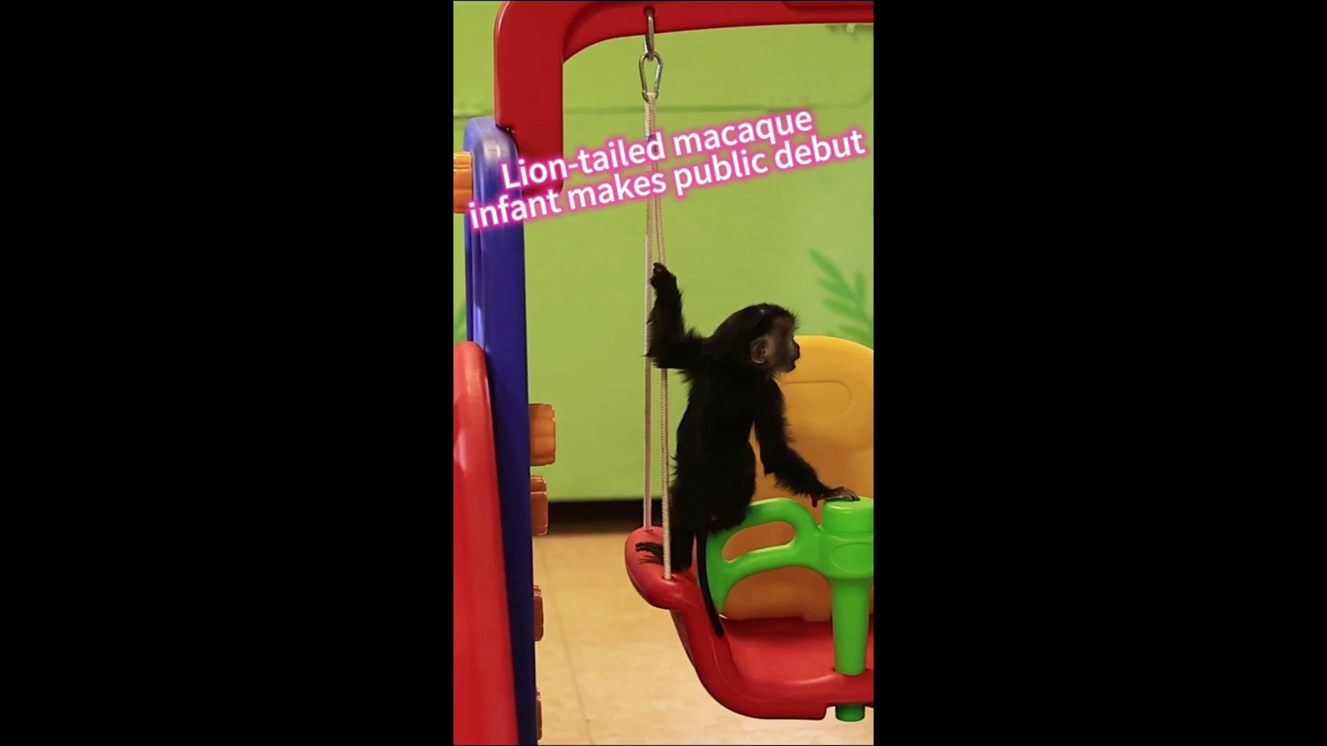 Cucciola di sileno debutta in pubblico in uno zoo della Cina meridionale