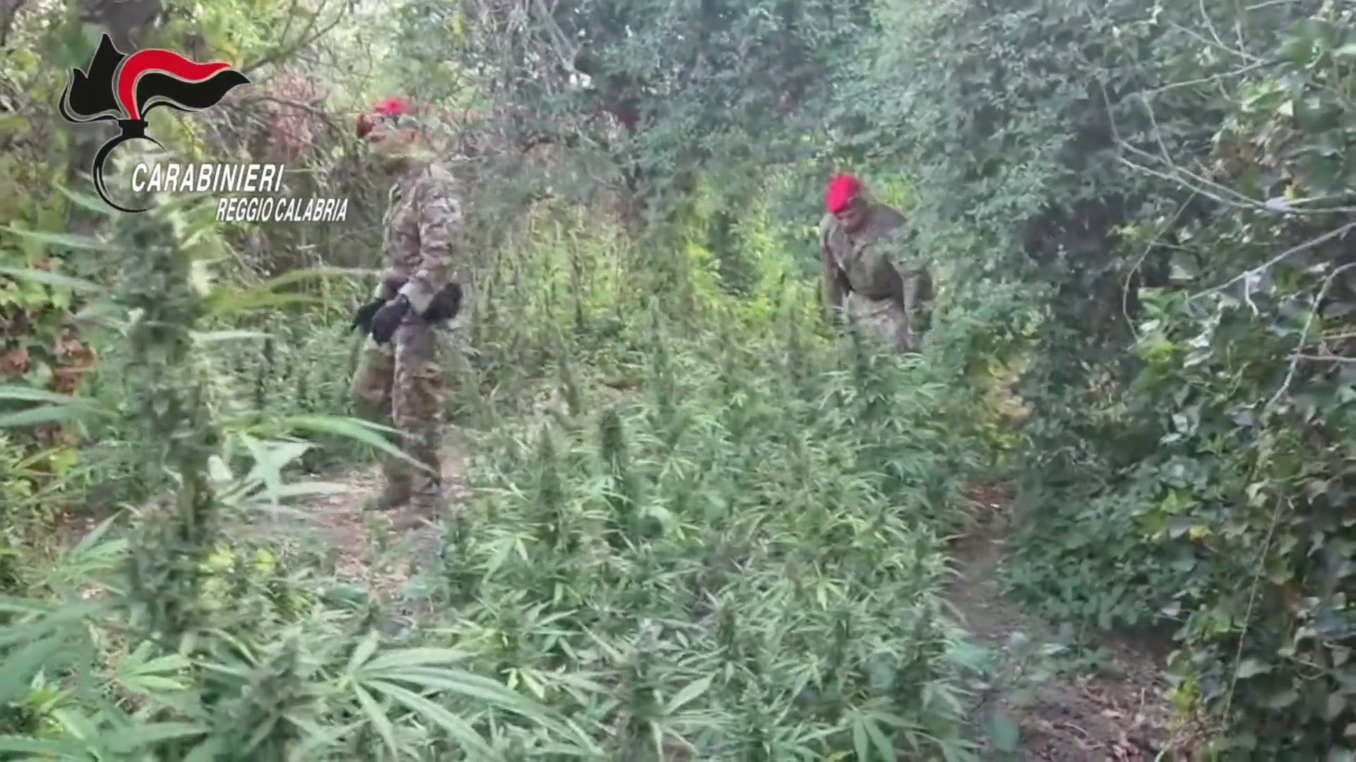 Scoperta piantagione di marijuana, in manette due reggini