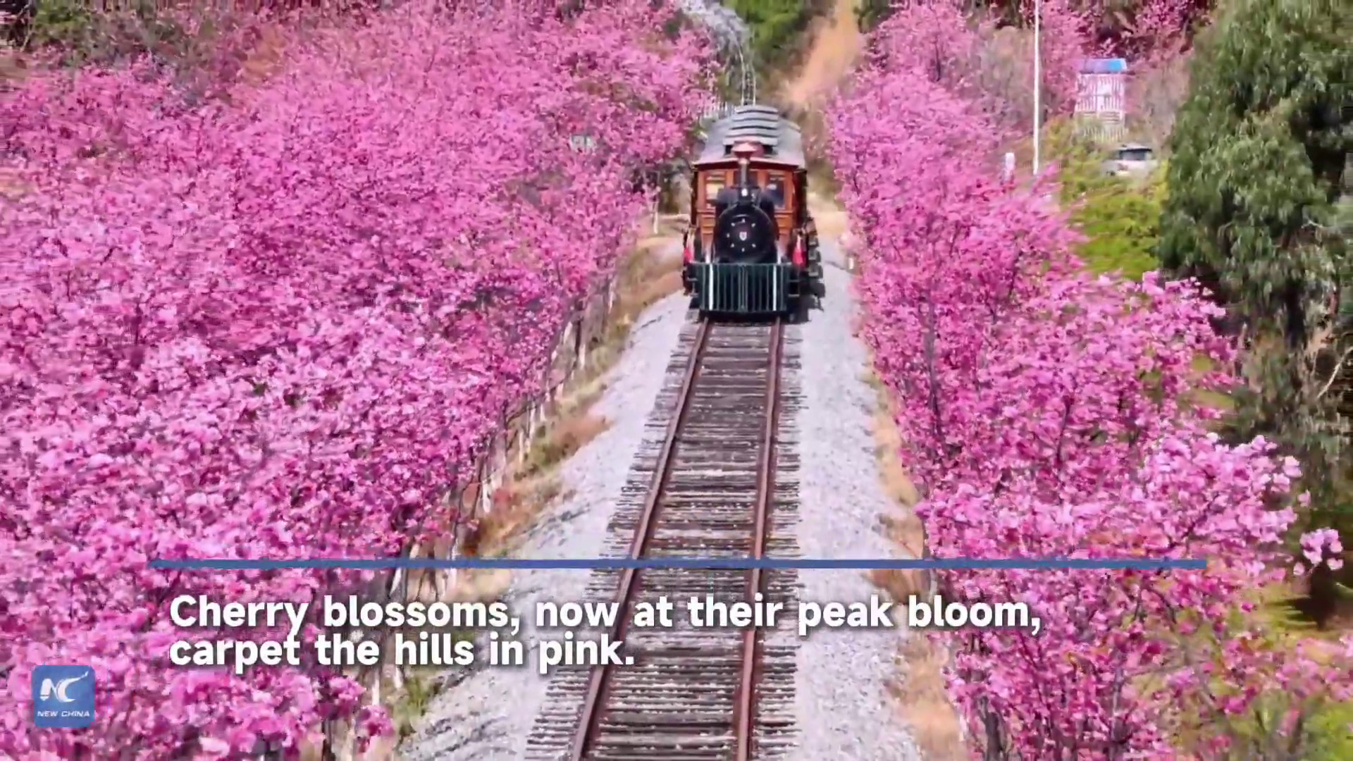 Cina, i ciliegi nello Yunnan raggiungono la piena fioritura