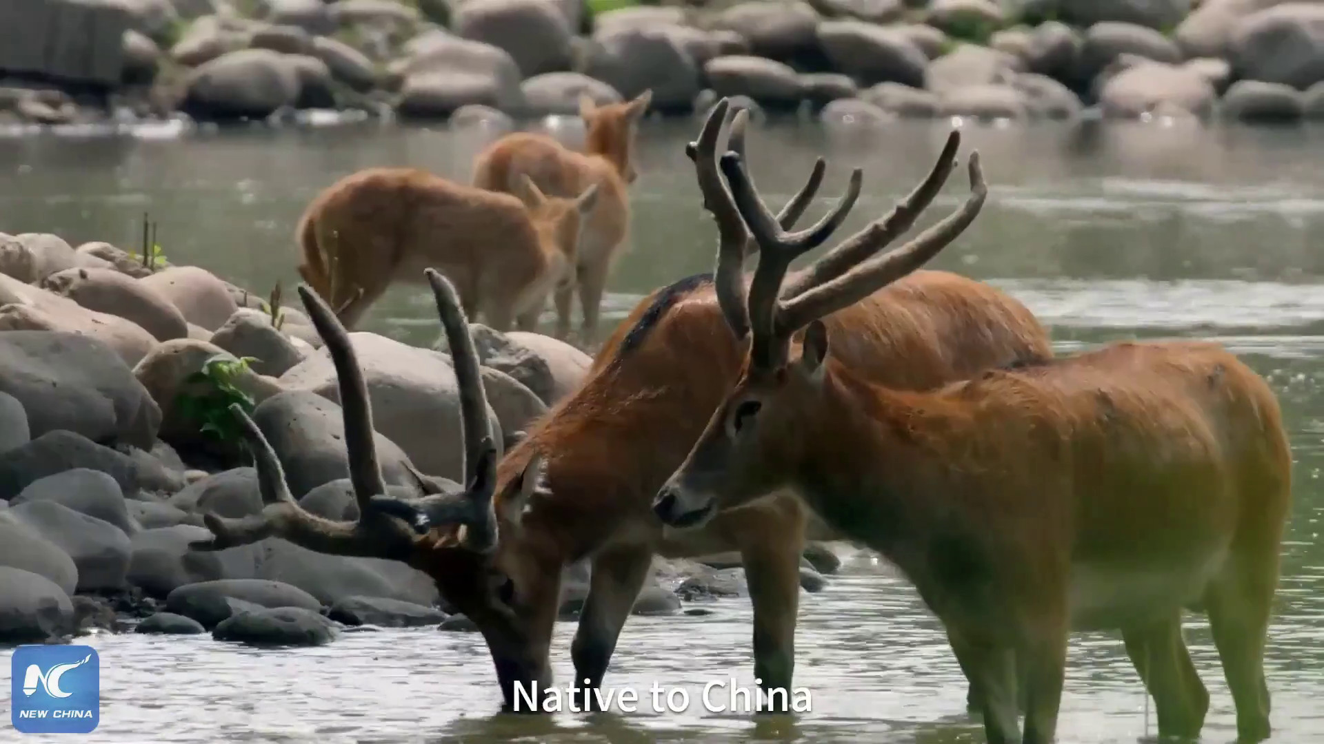 Cina, i cervi Milu tornano a Poyang Lake