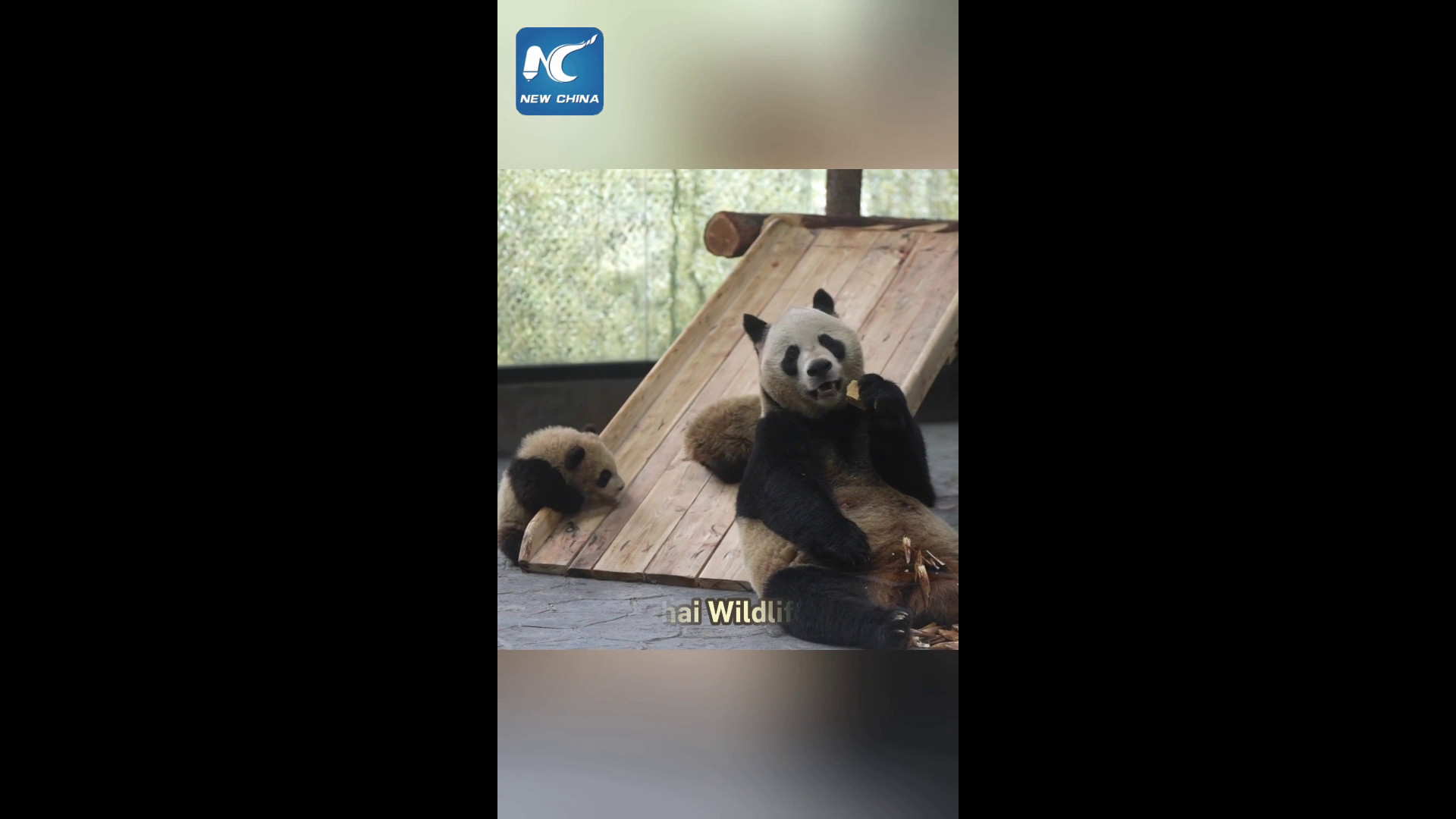 Due cuccioli gemelli di panda debuttano in pubblico allo Shanghai Wildlife Park