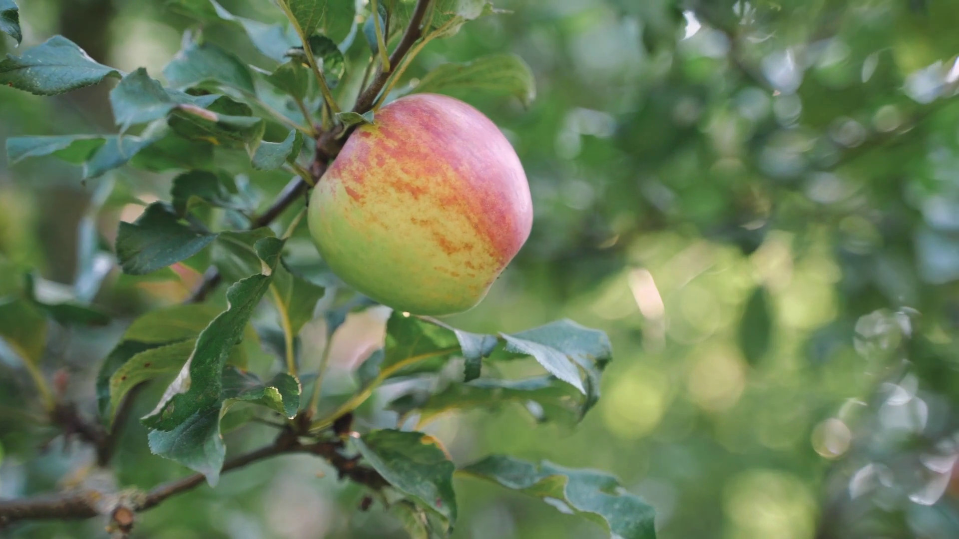 Agroalimentare, trend positivo per la mela italiana