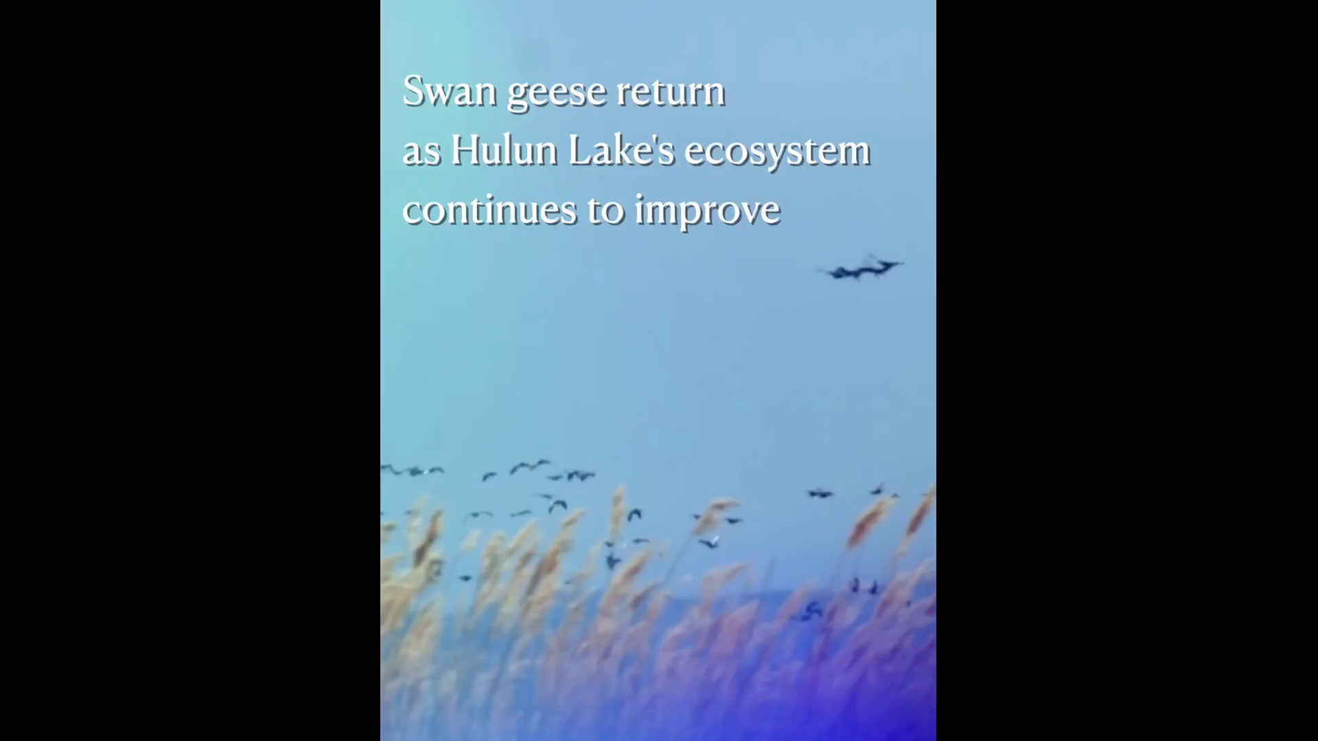 Cina: lago Hulun, miglioramento ecosistema favorisce ritorno delle oche cignoidi