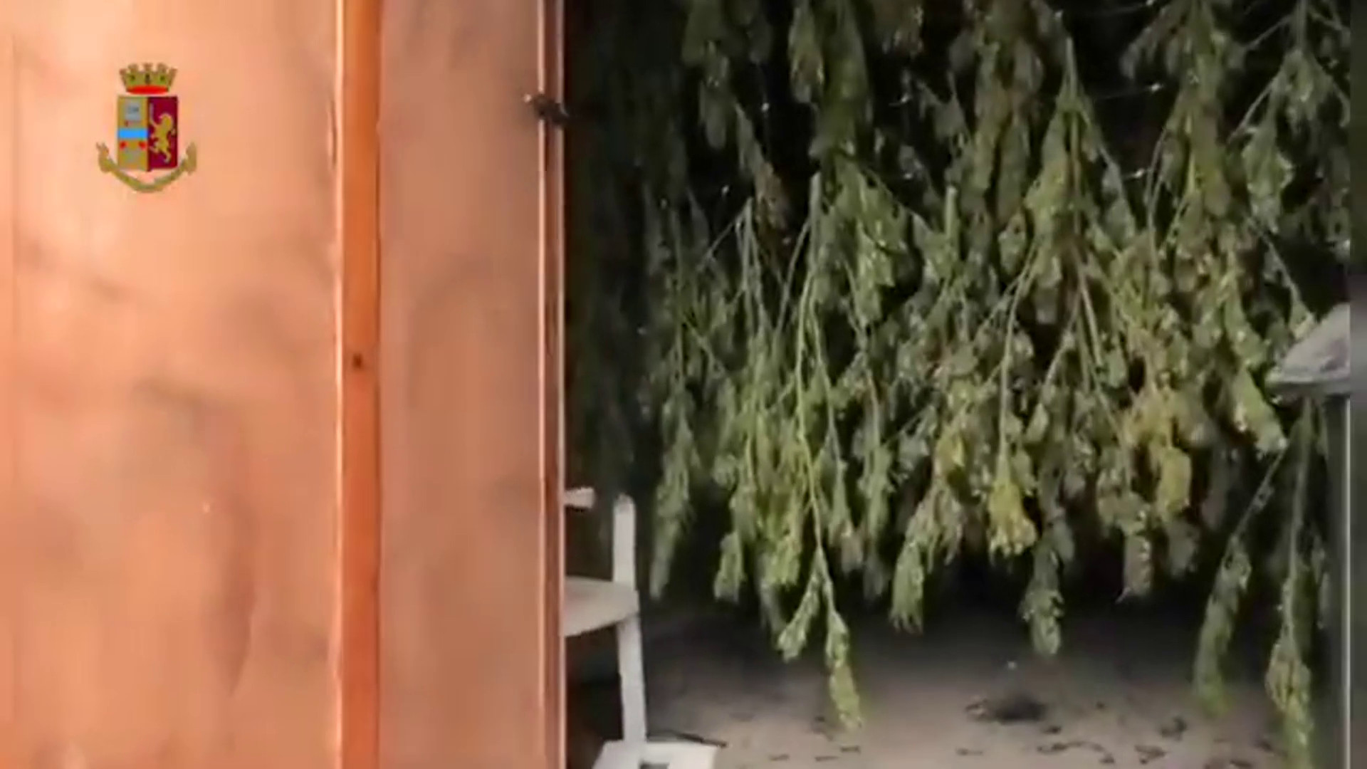 Sequestrate a Cagliari 1.300 piante di marijuana, un arrestato
