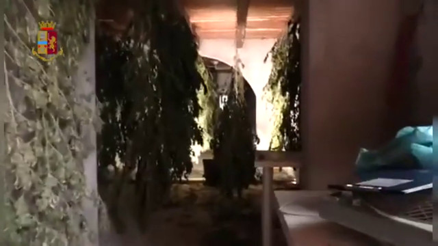 Sequestrate a Cagliari 1.300 piante di marijuana, un arrestato