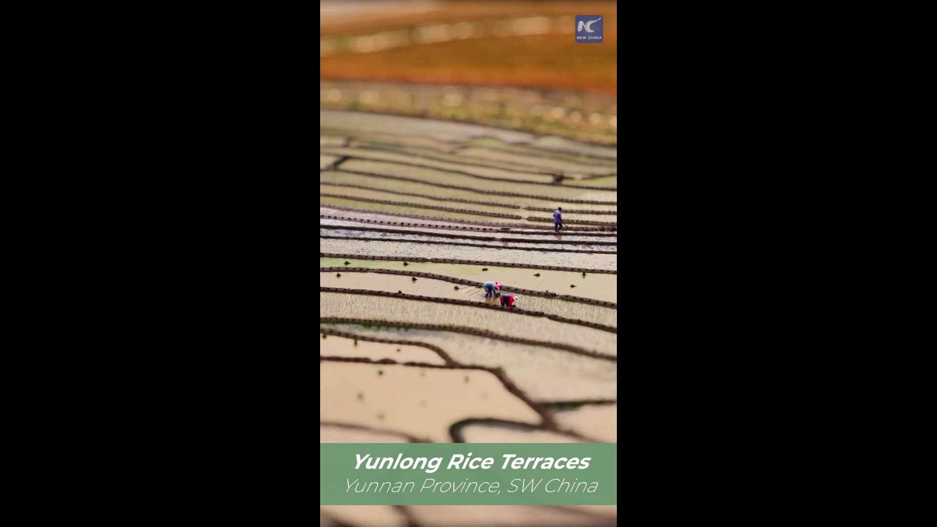 Cina, terrazze di riso di Yunlong in una vista fiabesca tilt-shift