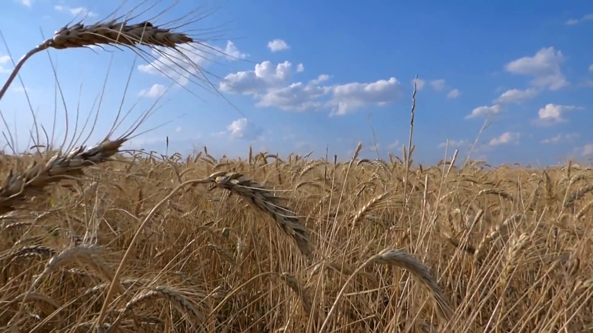 Granaio Italia, scatta l’obbligo di registrare le giacenze di cereali