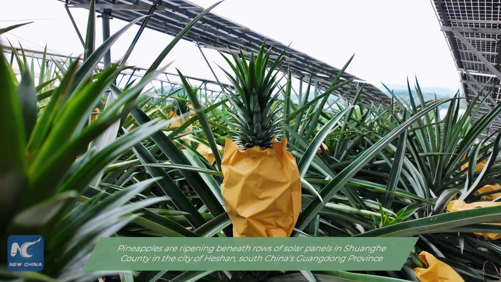 Cina: pannelli solari sopra gli ananas, raccolti freschi grazie ad agrivoltaico