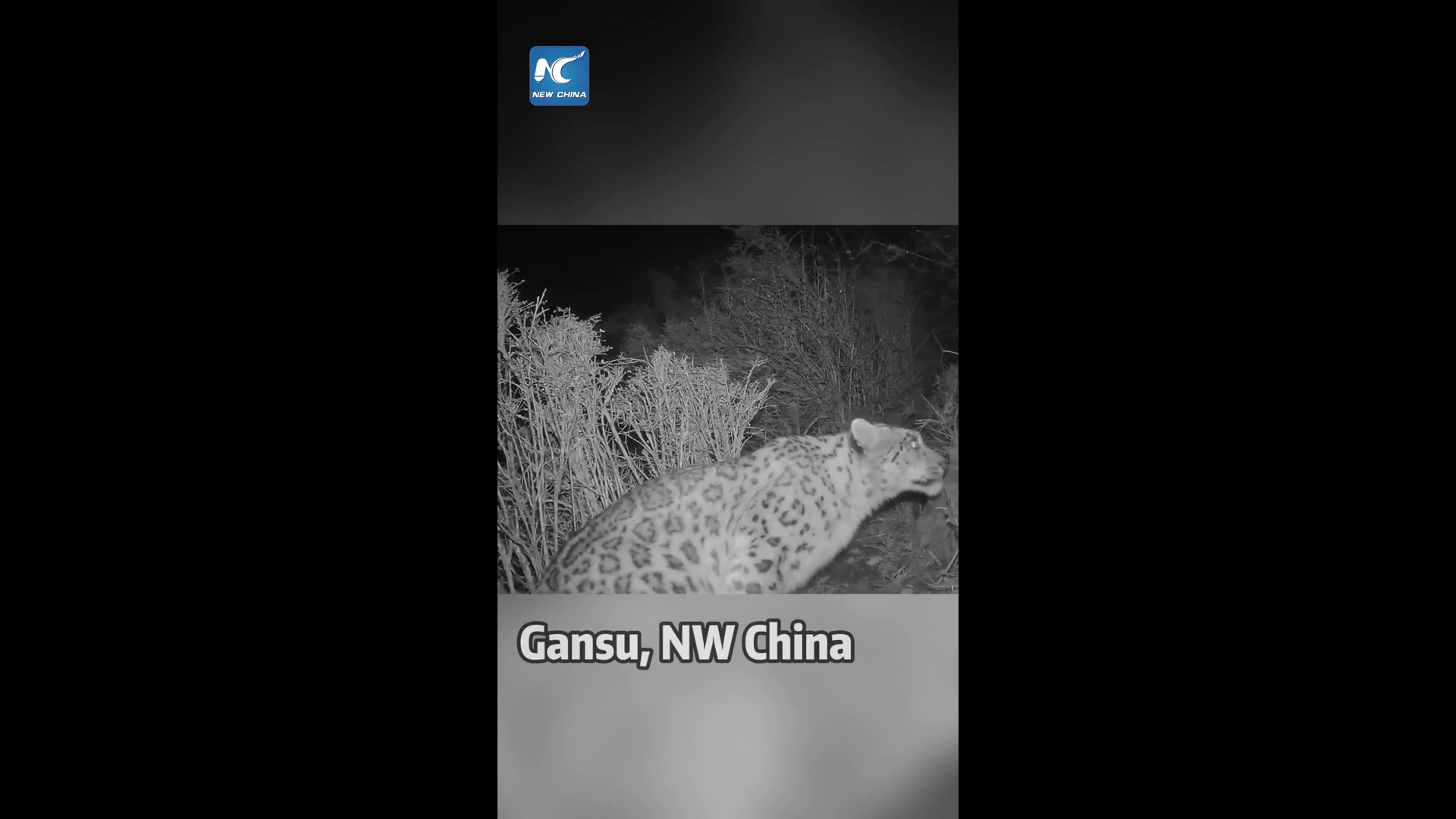 Cina: leopardo delle nevi immortalato dalle telecamere nel Gansu