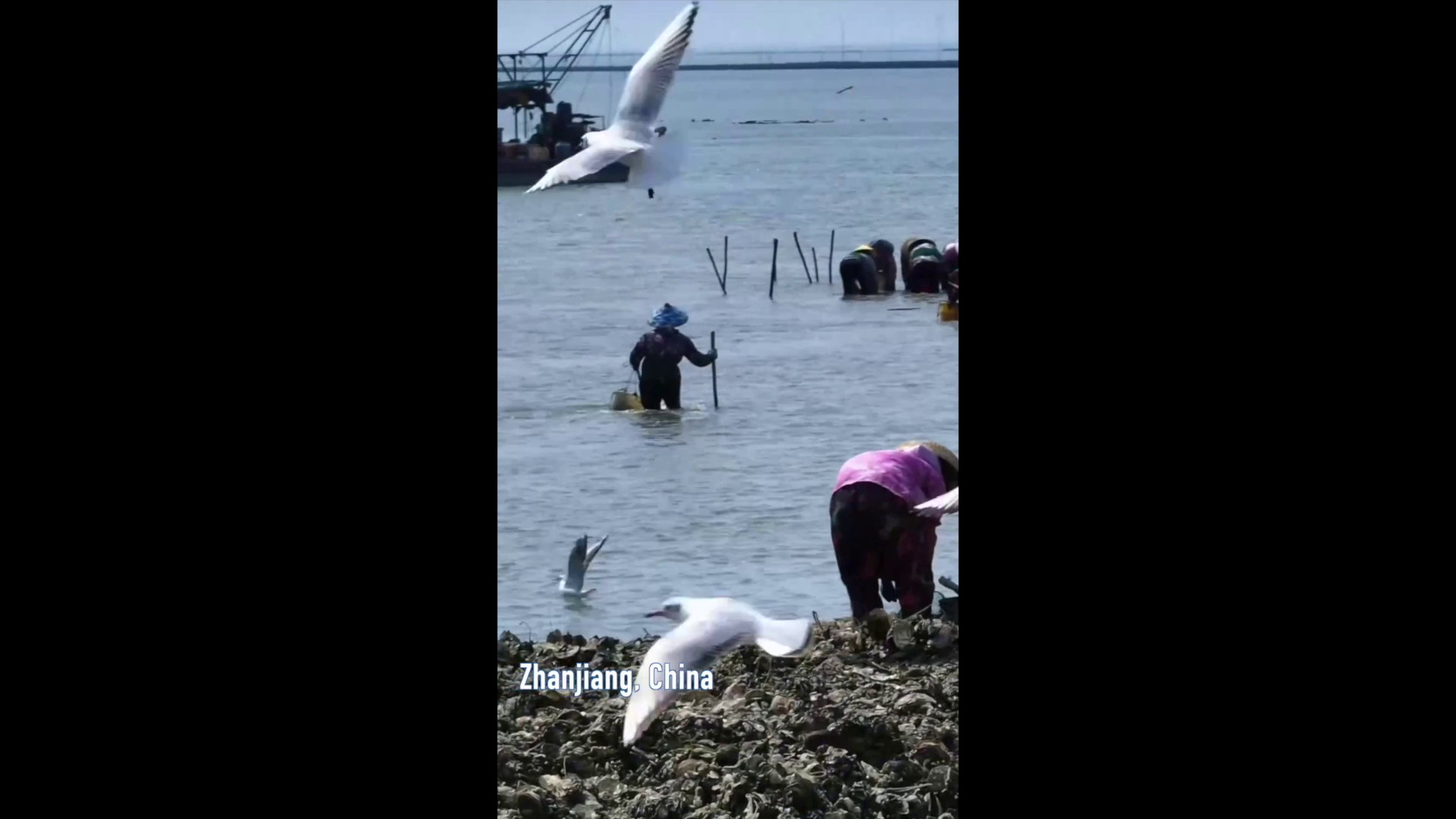 Cina: pescatori e uccelli migratori condividono riva nel sud del Paese