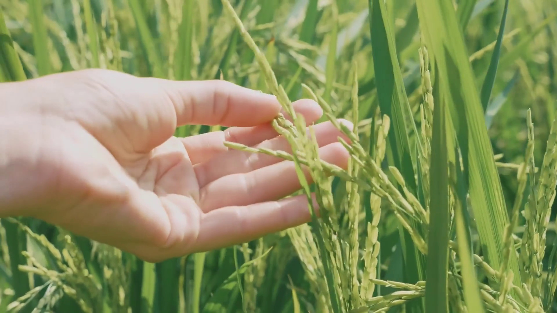 Agroalimentare, cresce il surplus commerciale dell'Ue
