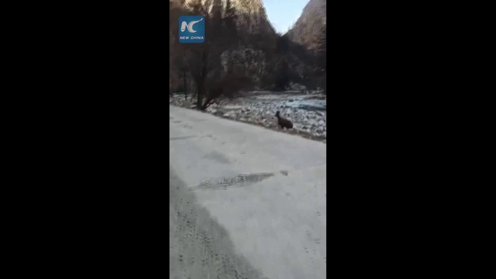 Raro cervo muschiato avvistato nel nord-ovest della Cina