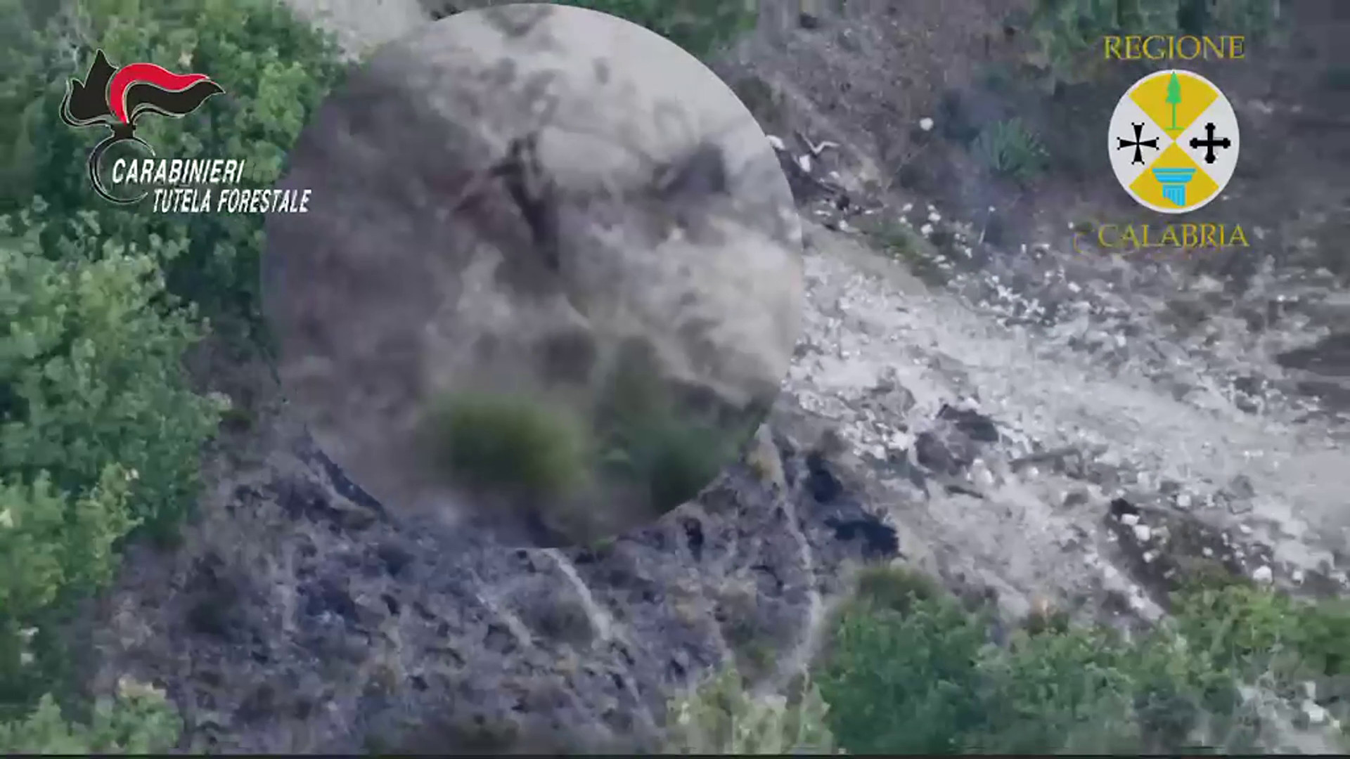 Appicca il fuoco al bosco nel vibonese, allevatore incastrato dal drone