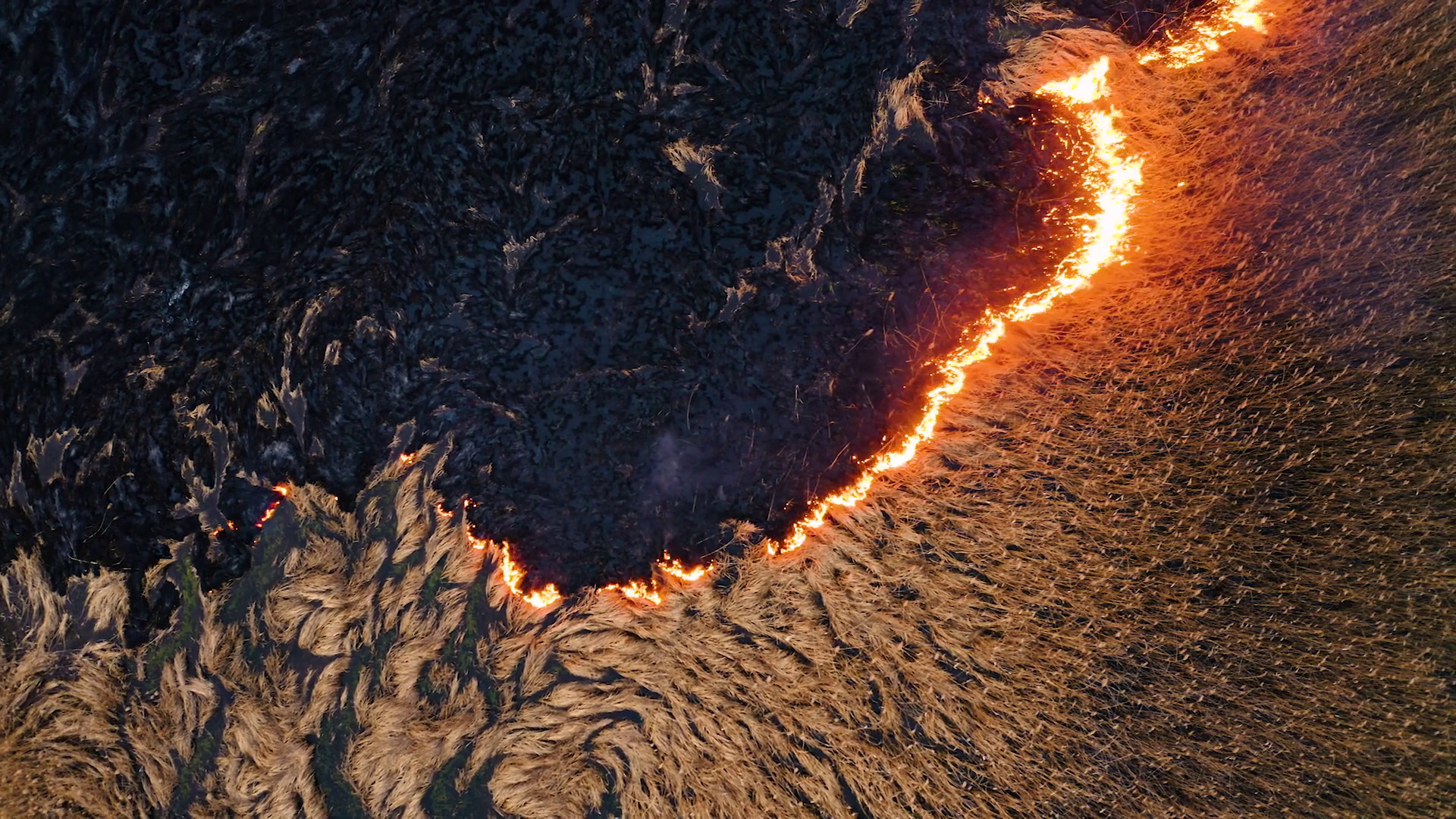 2025, anno nero per le foreste italiane