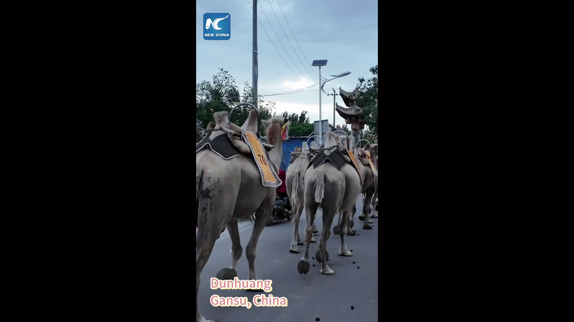 Cina, cammelli fuori servizio saltellano lungo la strada a Dunhuang