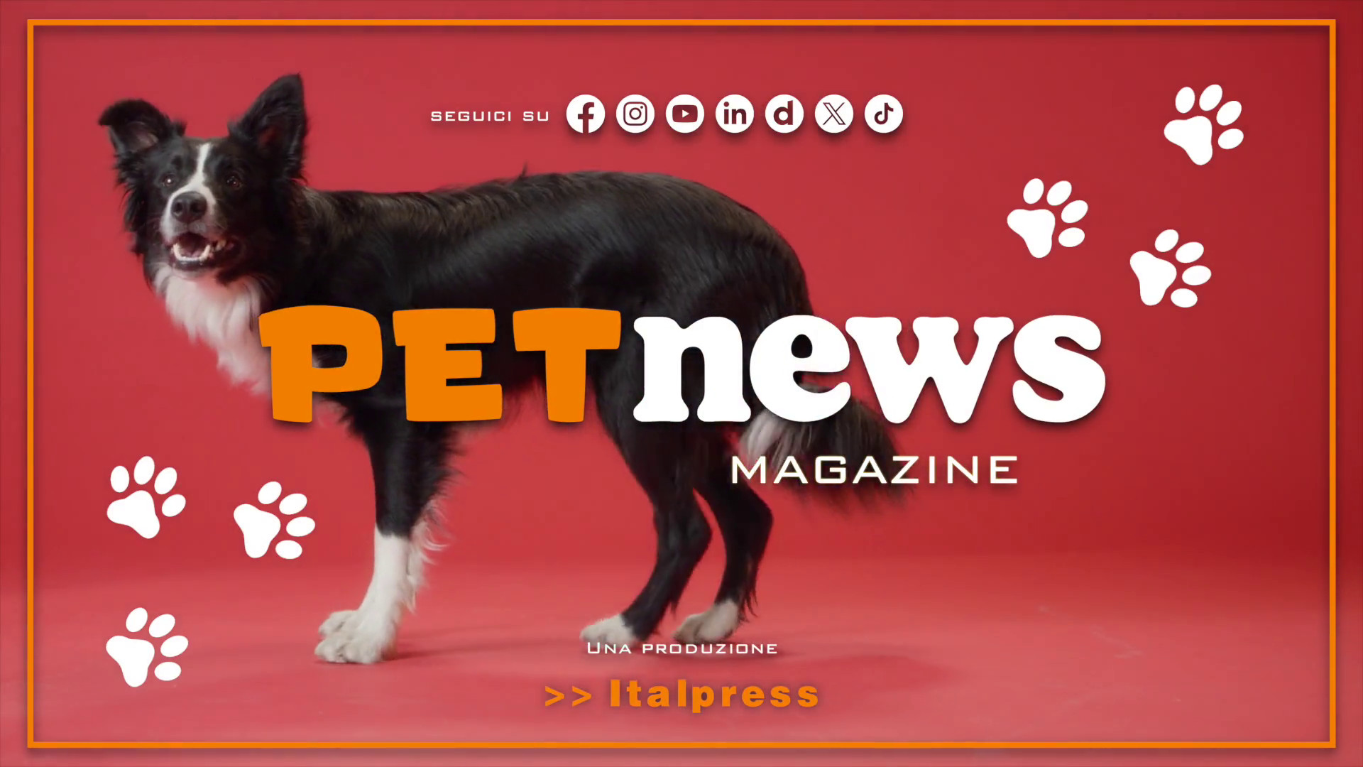 PetNews Magazine - 22/10/2024