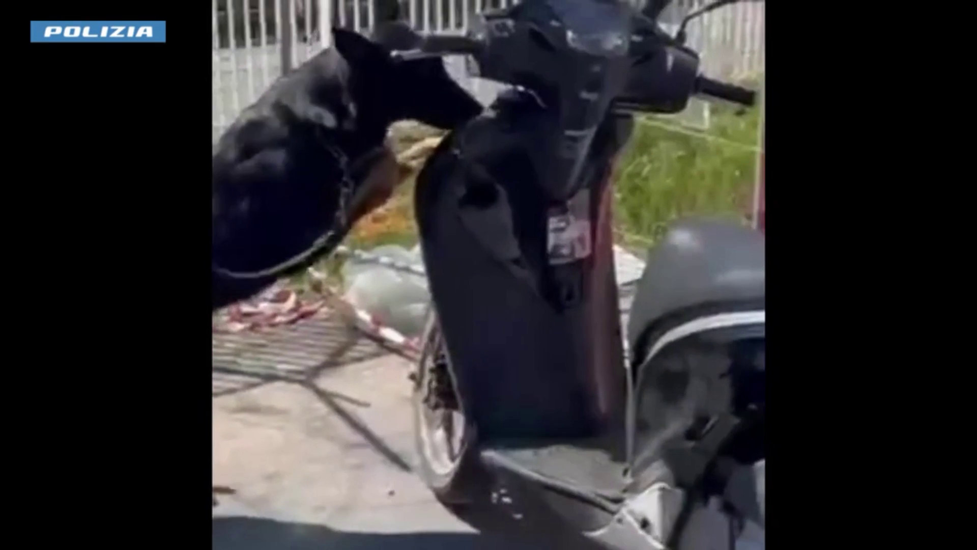 Cane poliziotto trova droga nascosta in uno scooter, un arresto a Catania