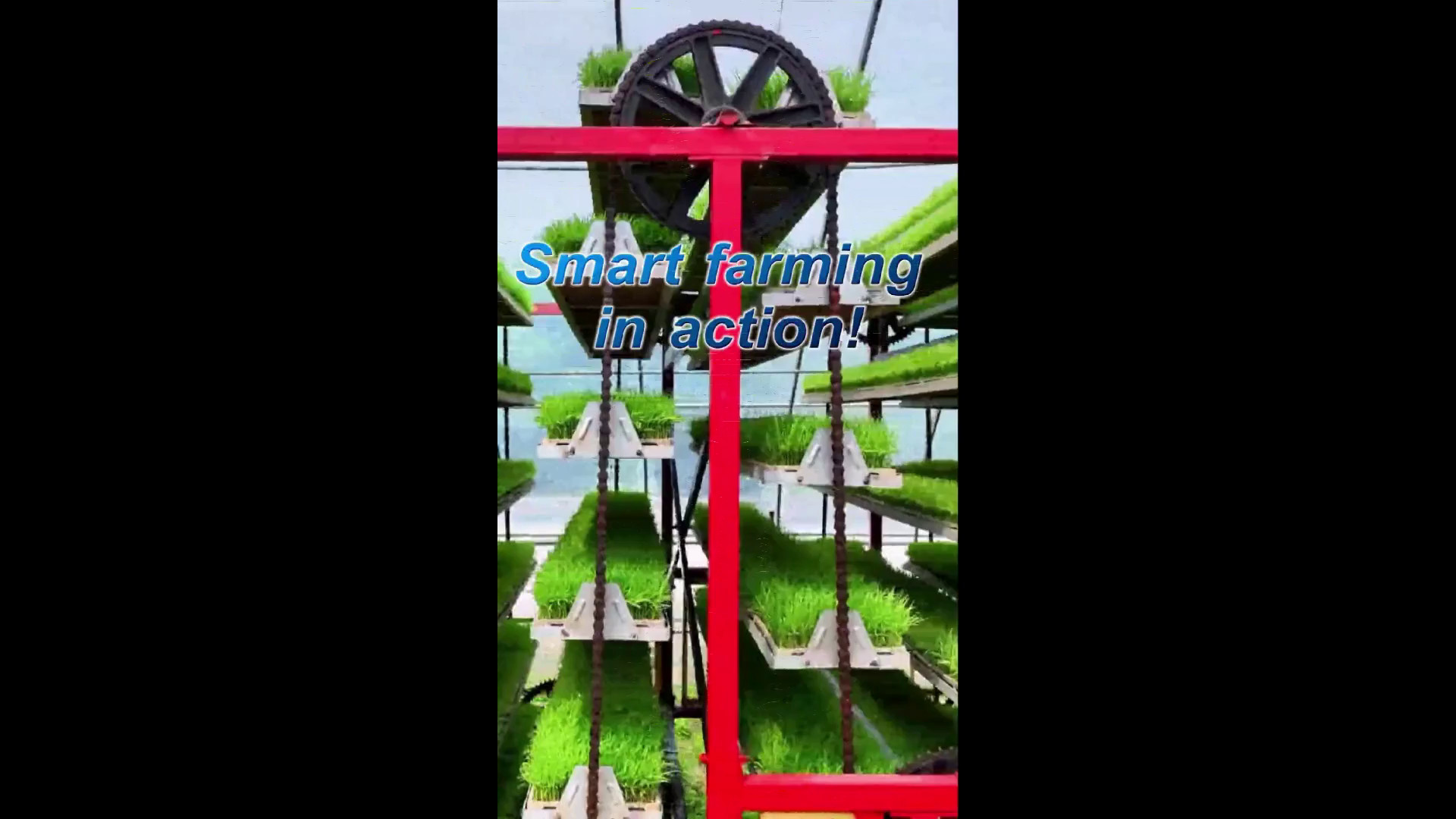 Cina: agricoltura smart, piantine di riso coltivate 