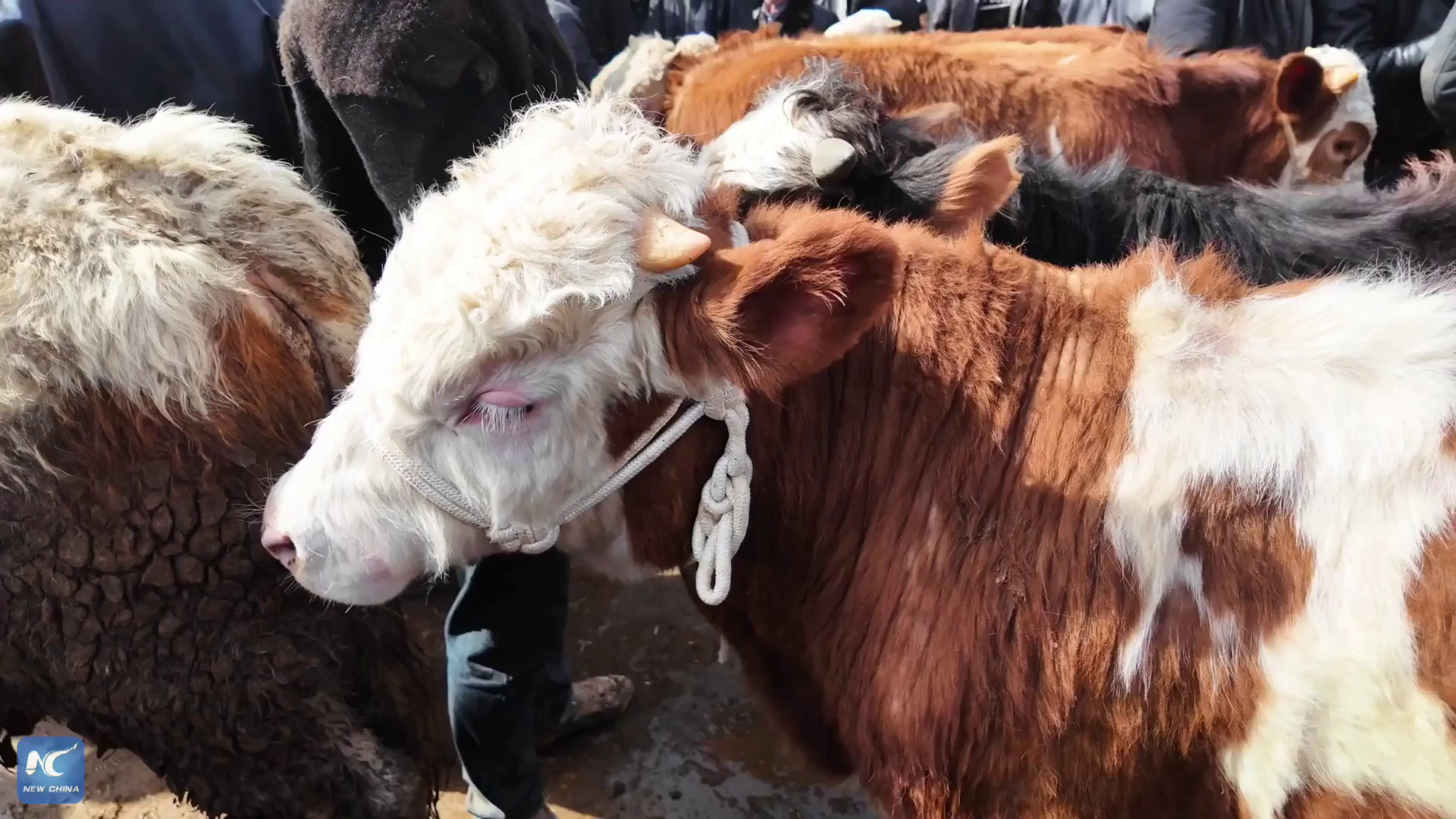 Cina: trattative in corso al Bazar di bovini e ovini di Kashgar