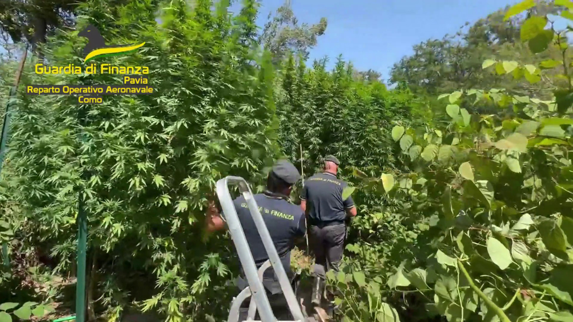 Scoperta piantagione di cannabis nel Parco del Ticino