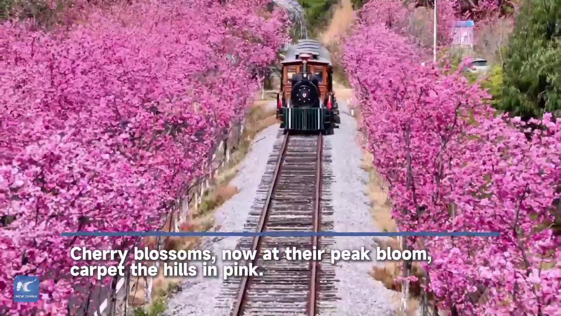 Cina: i ciliegi nello Yunnan raggiungono la piena fioritura