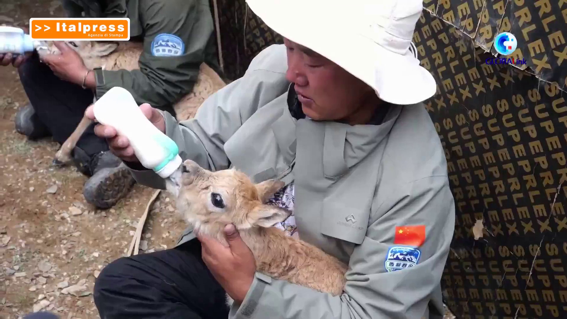 Cina, i ranger proteggono la fauna selvatica