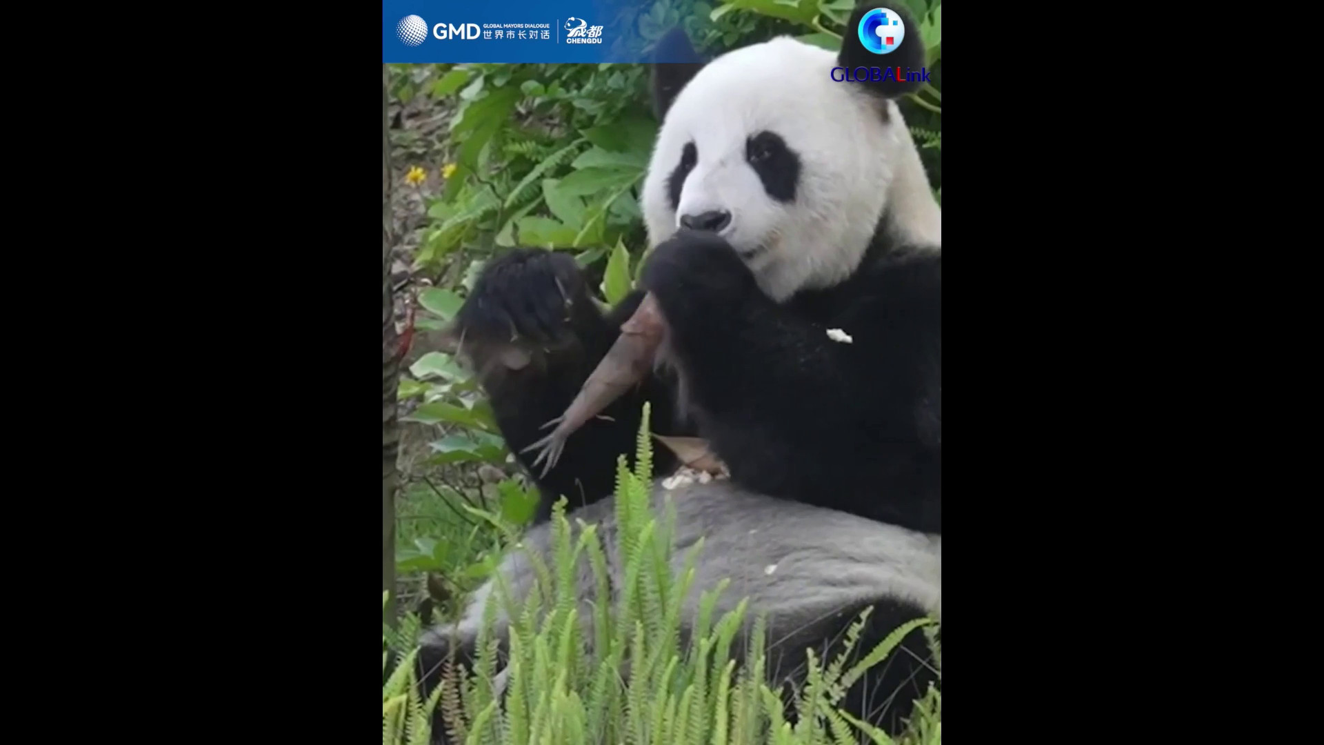 Cina: Chengdu, conservazione dei panda elogiata all'evento globale dei sindaci