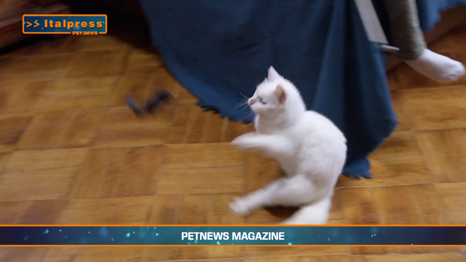 PetNews Magazine - 18/3/2025