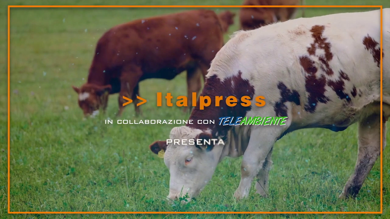 Agrifood Magazine - 3/11/2021