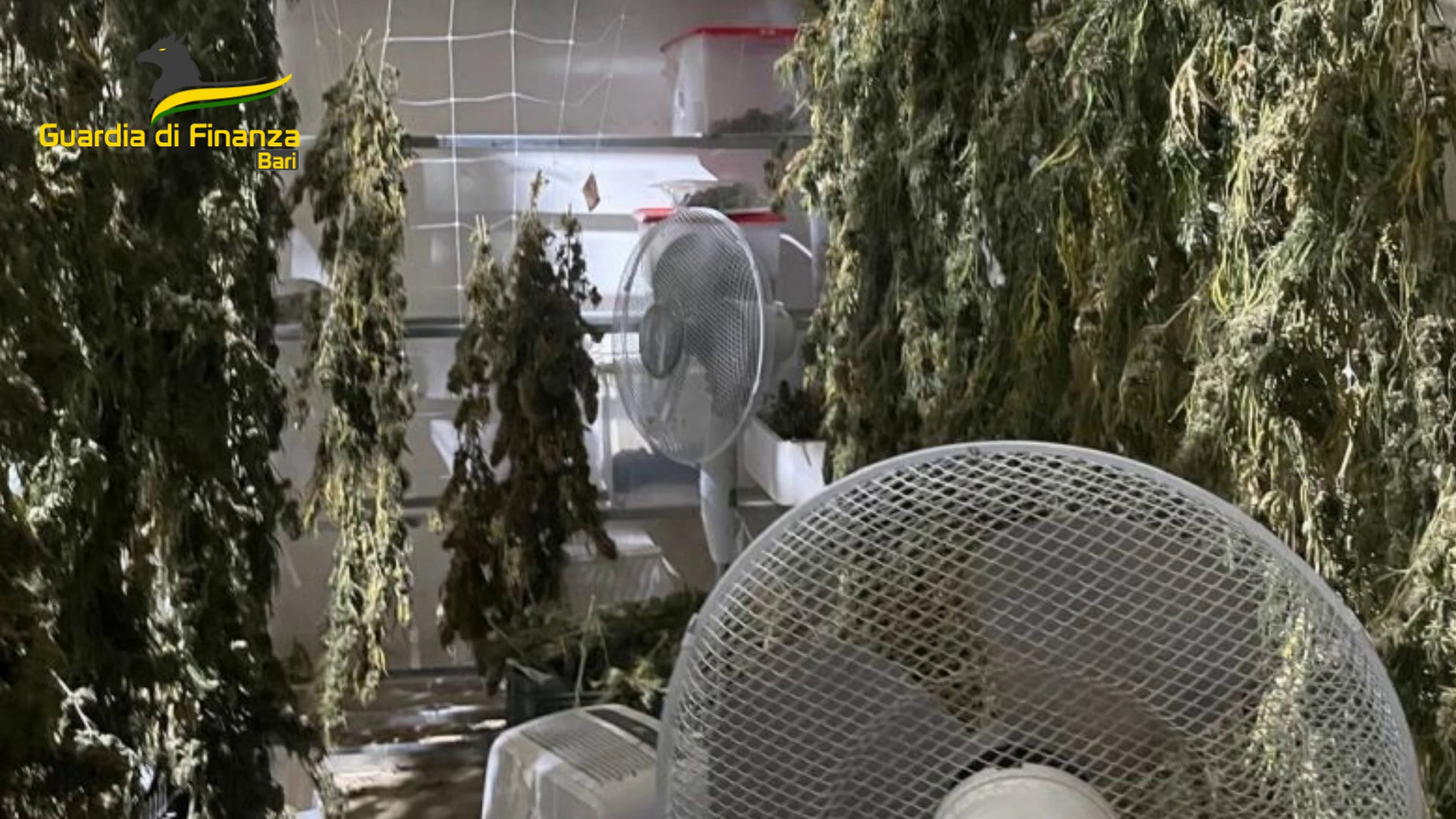 Sequestrati a Bari 610 chili di marijuana, due indagati