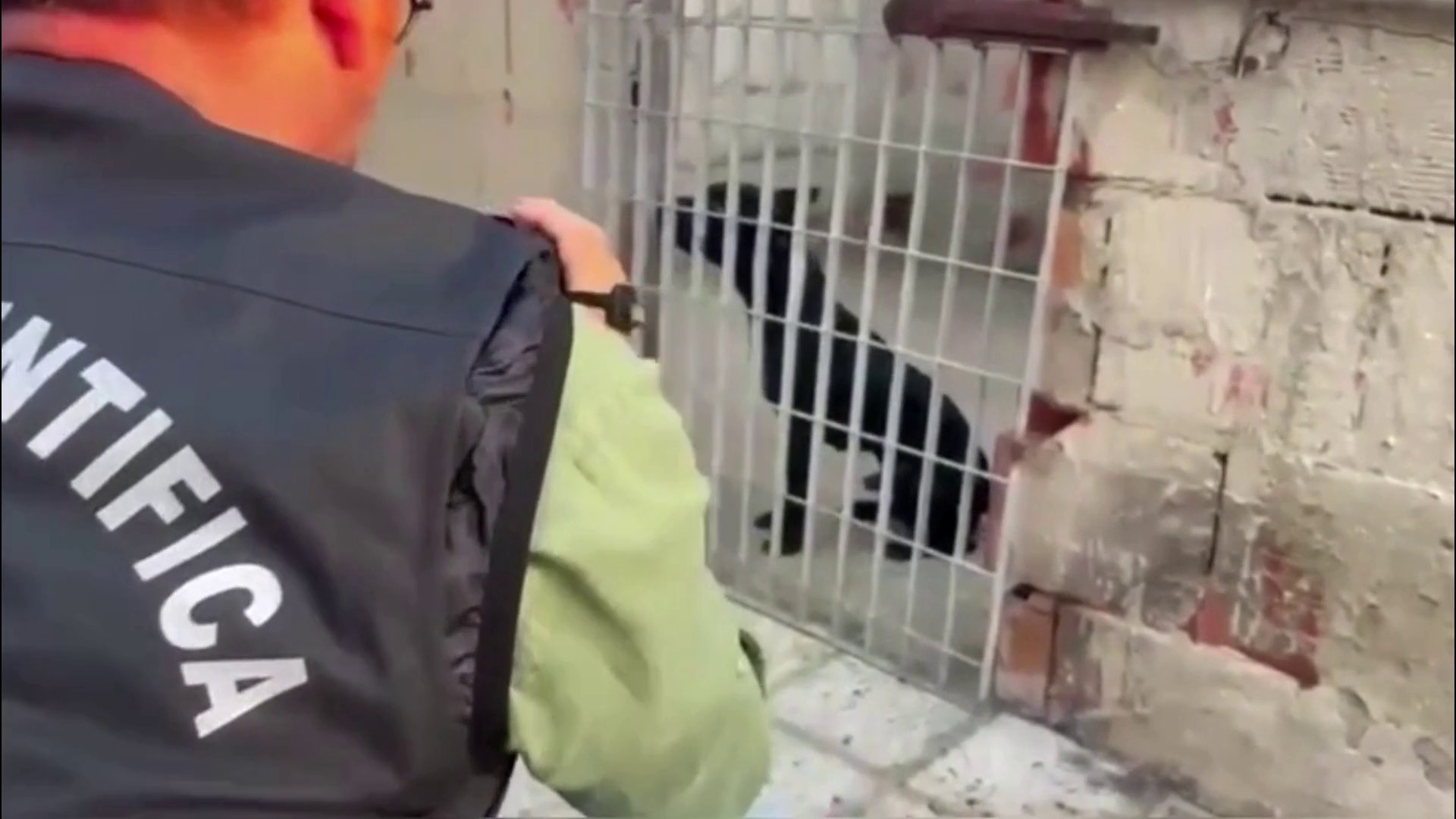 Blitz contro i combattimenti tra cani nel nisseno, sequestrati 13 pitbull