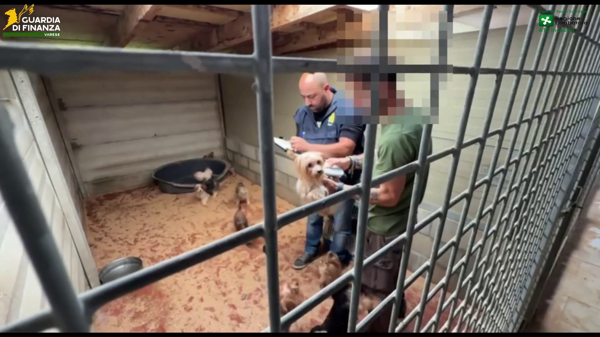 A Varese scoperto un allevamento abusivo di cani, due denunce per maltrattamenti
