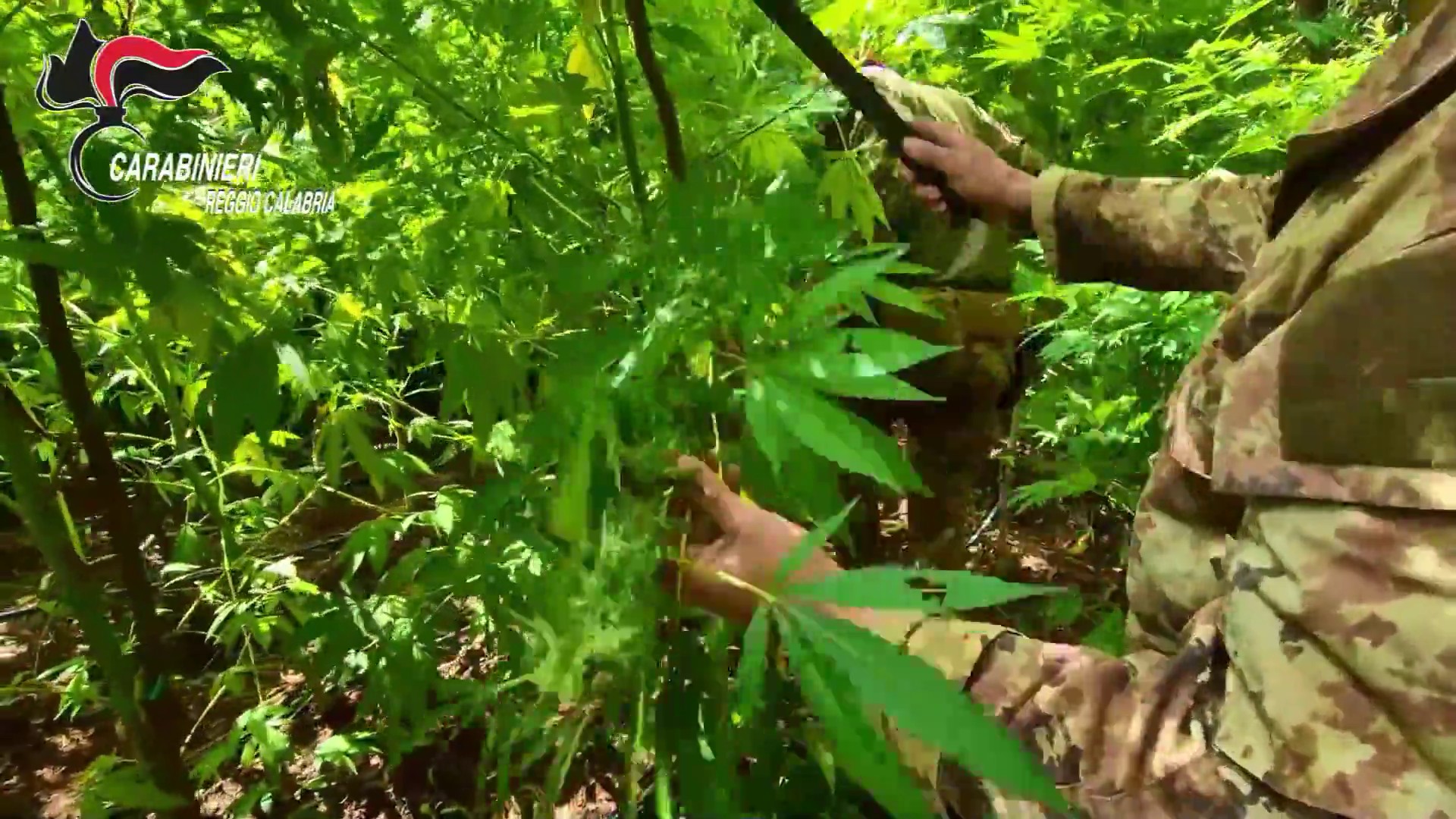 Nel Reggino scoperta una piantagione di canapa indiana, sequestrate 300 piante