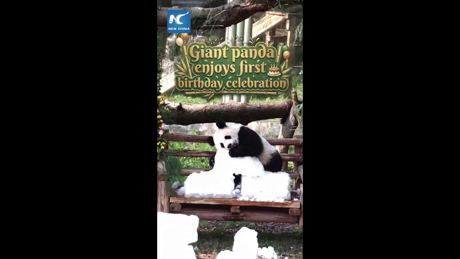 Cina: il panda gigante Wangshu festeggia il suo primo compleanno