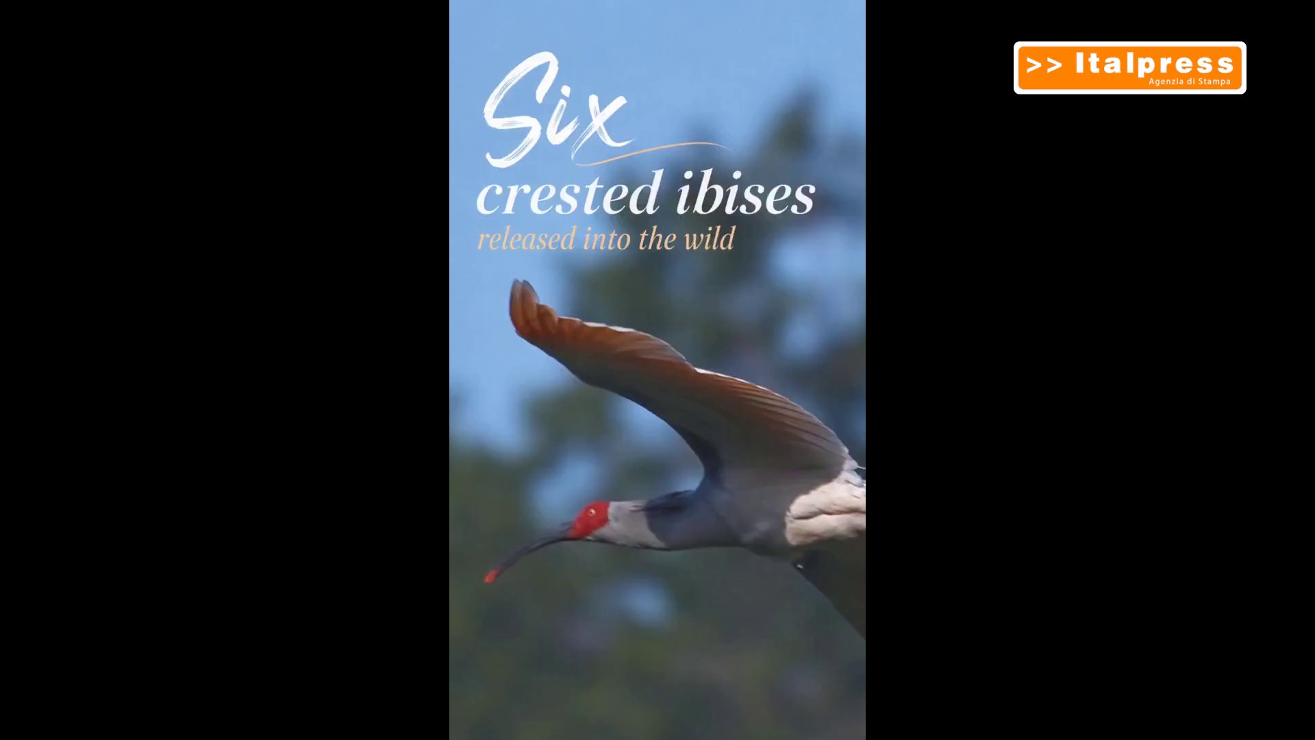 Cina: sei ibis crestati liberati nella Riserva naturale di Dongzhai