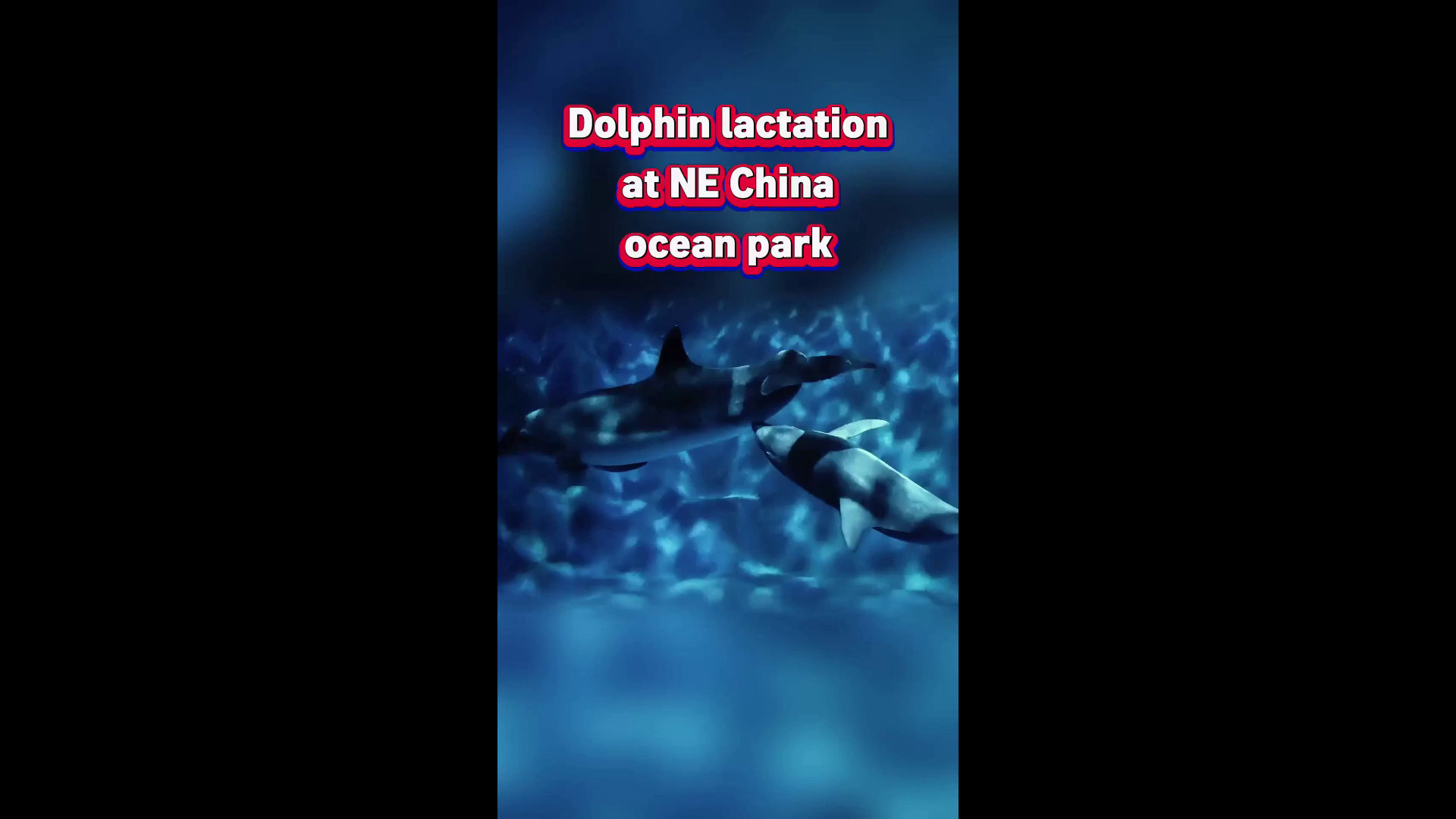 Cina: raro avvistamento, delfini allattano in un parco di Dalian