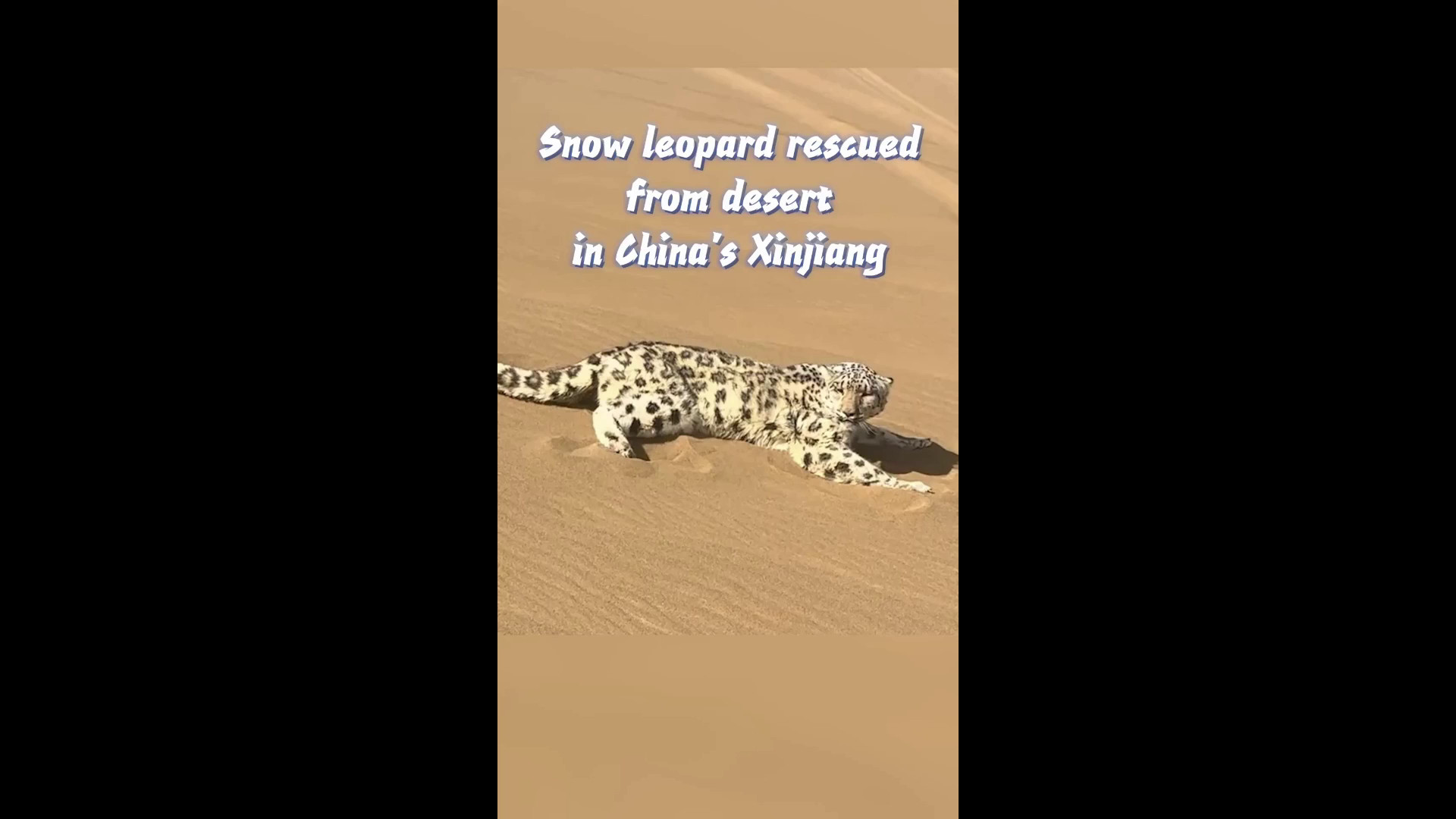 Cina: leopardo delle nevi salvato nel deserto dello Xinjiang