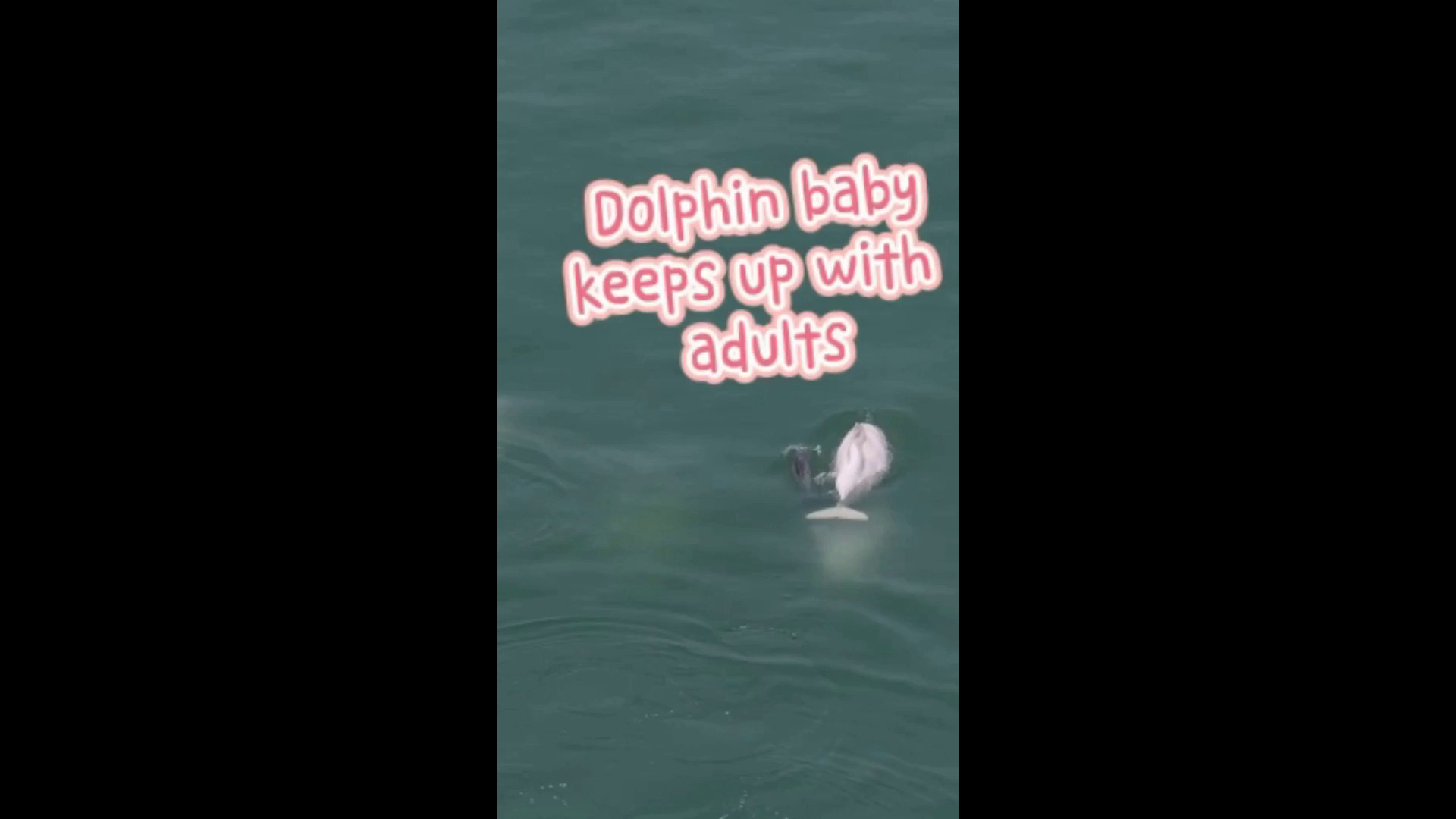 Cina, cucciolo di delfino bianco avvistato al largo di Xiamen