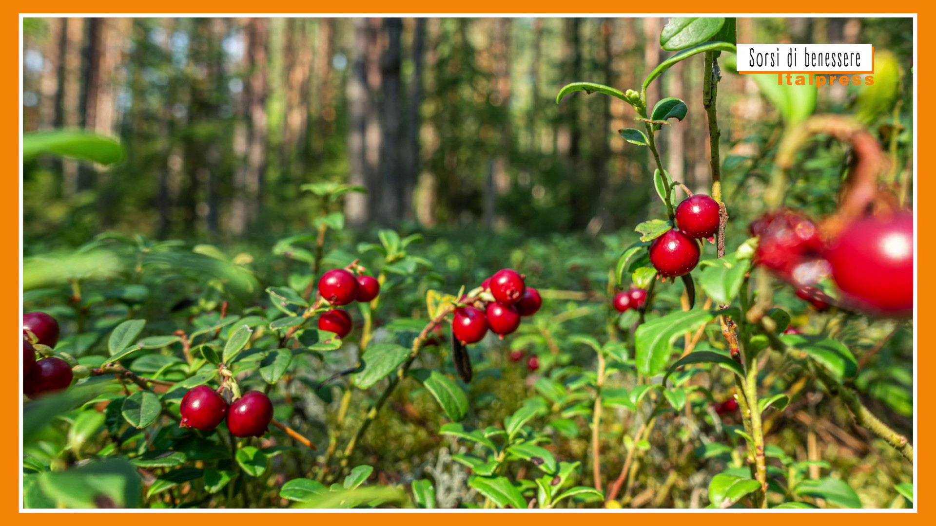 Sorsi di Benessere - Una tisana con mirtilli rossi e zenzero