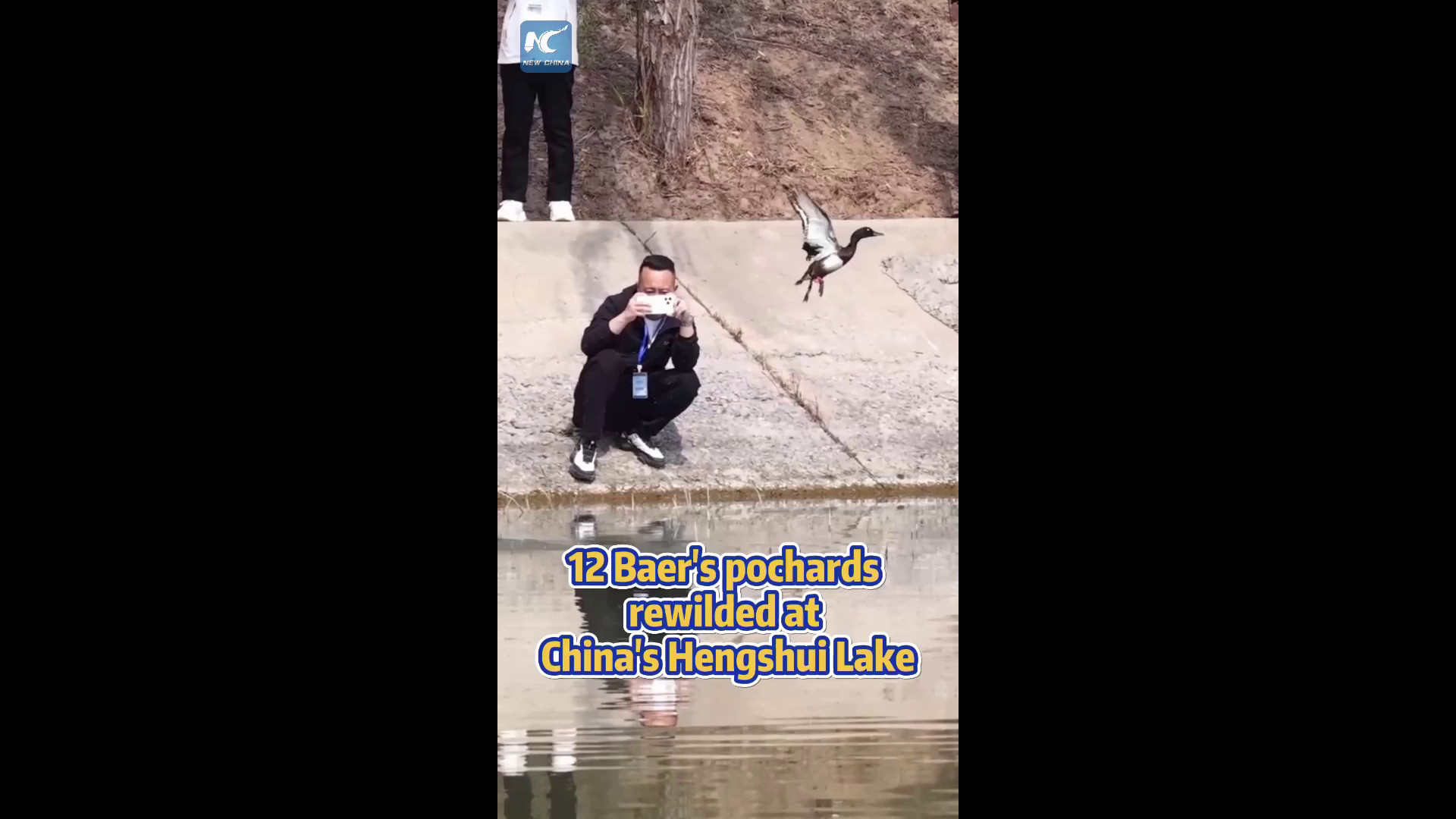 Cina: 12 moriglioni di Baer liberati nel lago Hengshui