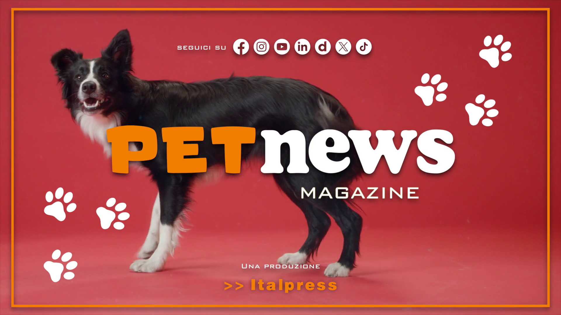 PetNews Magazine - 24/12/2024