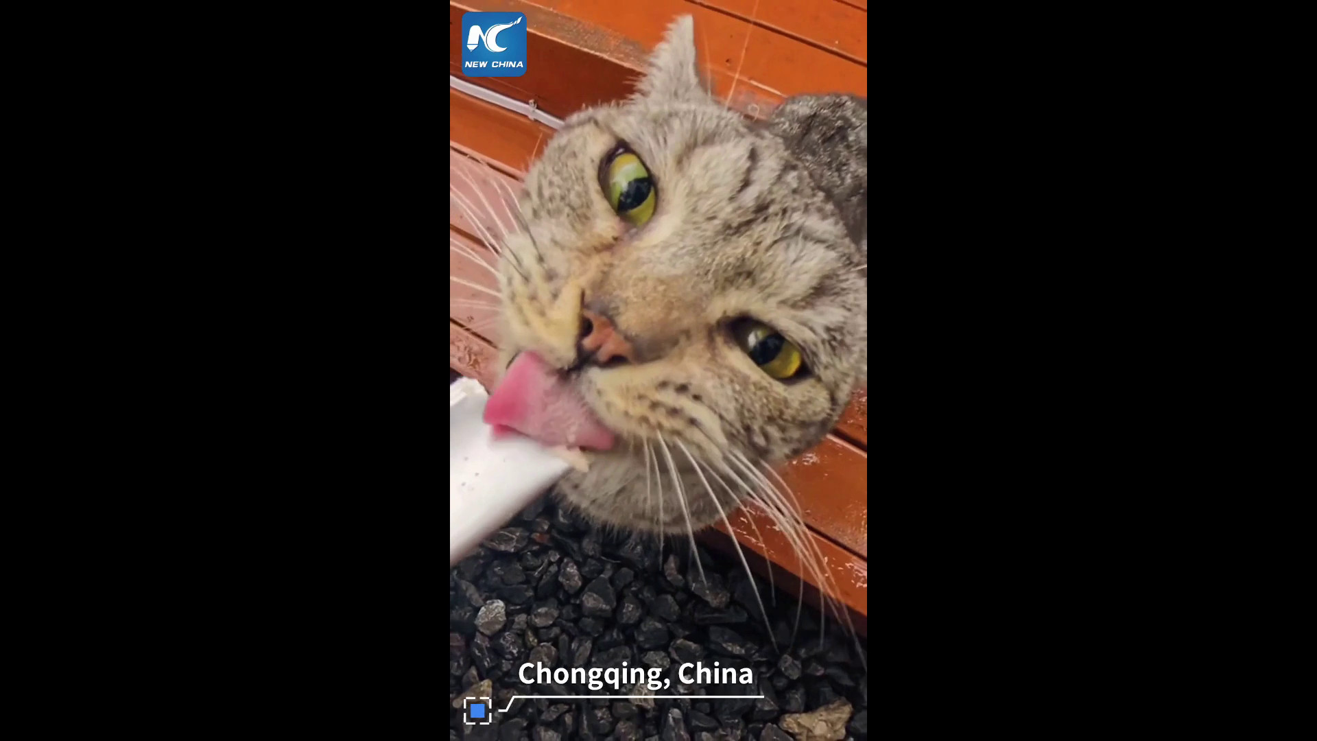 Cina: a Chongqing rifugio ospita oltre 600 gatti randagi