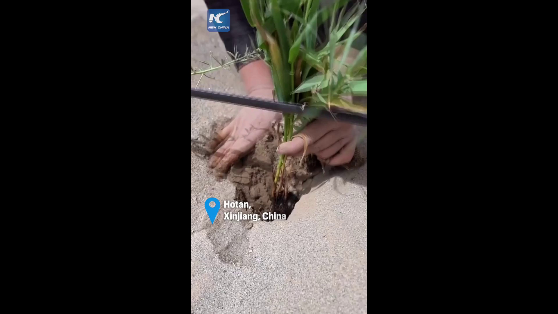 Dallo spazio al deserto cinese, così sta cambiando l'agricoltura