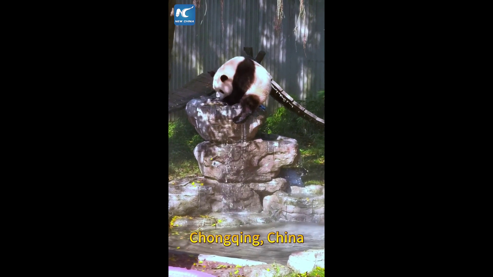 Cina, panda gigante si rinfresca in piscina contro il caldo
