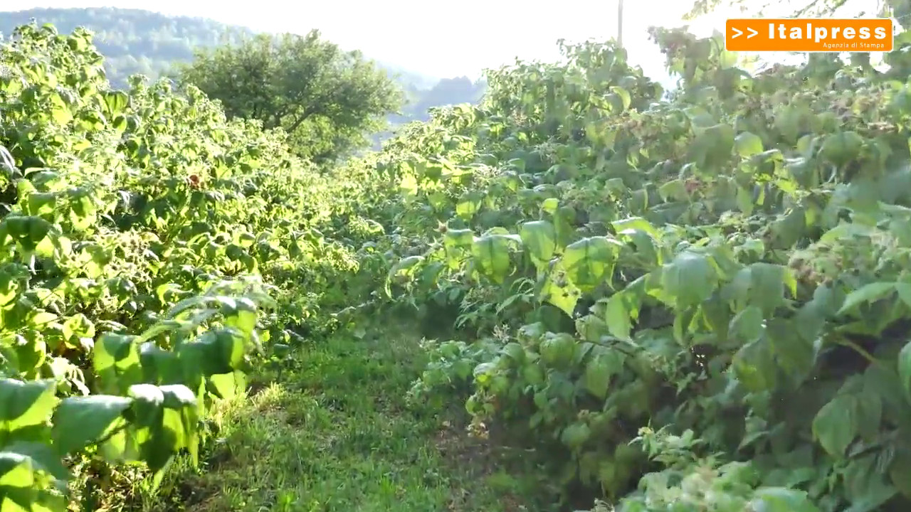 Produzione di nocciole in calo per meteo e parassiti