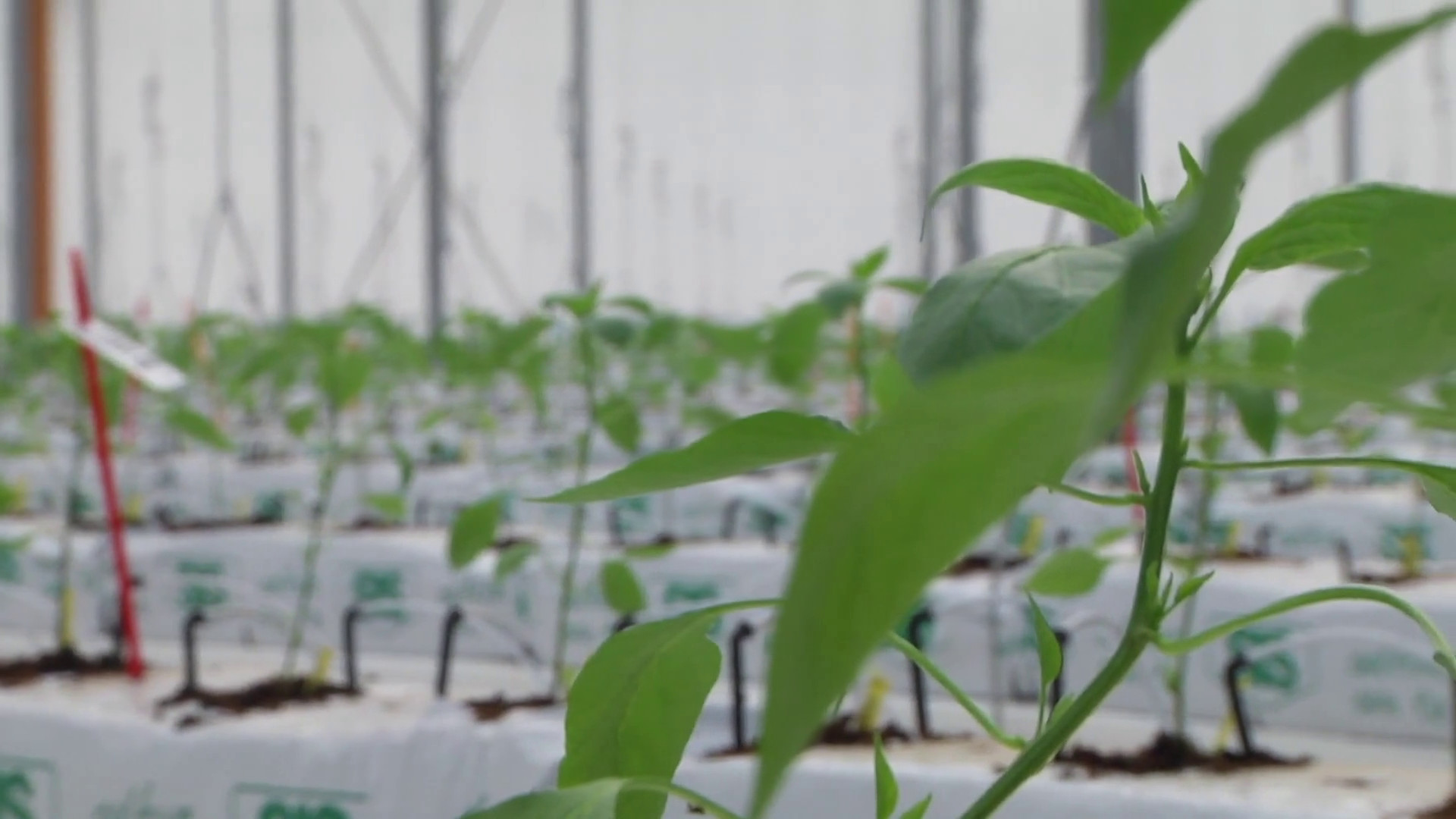 Bayer, a Latina le nuove serre ad alta tecnologia
