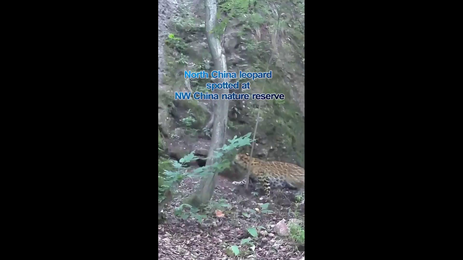 Cina: avvistato un raro leopardo in una riserva naturale nel nord-ovest del Paese