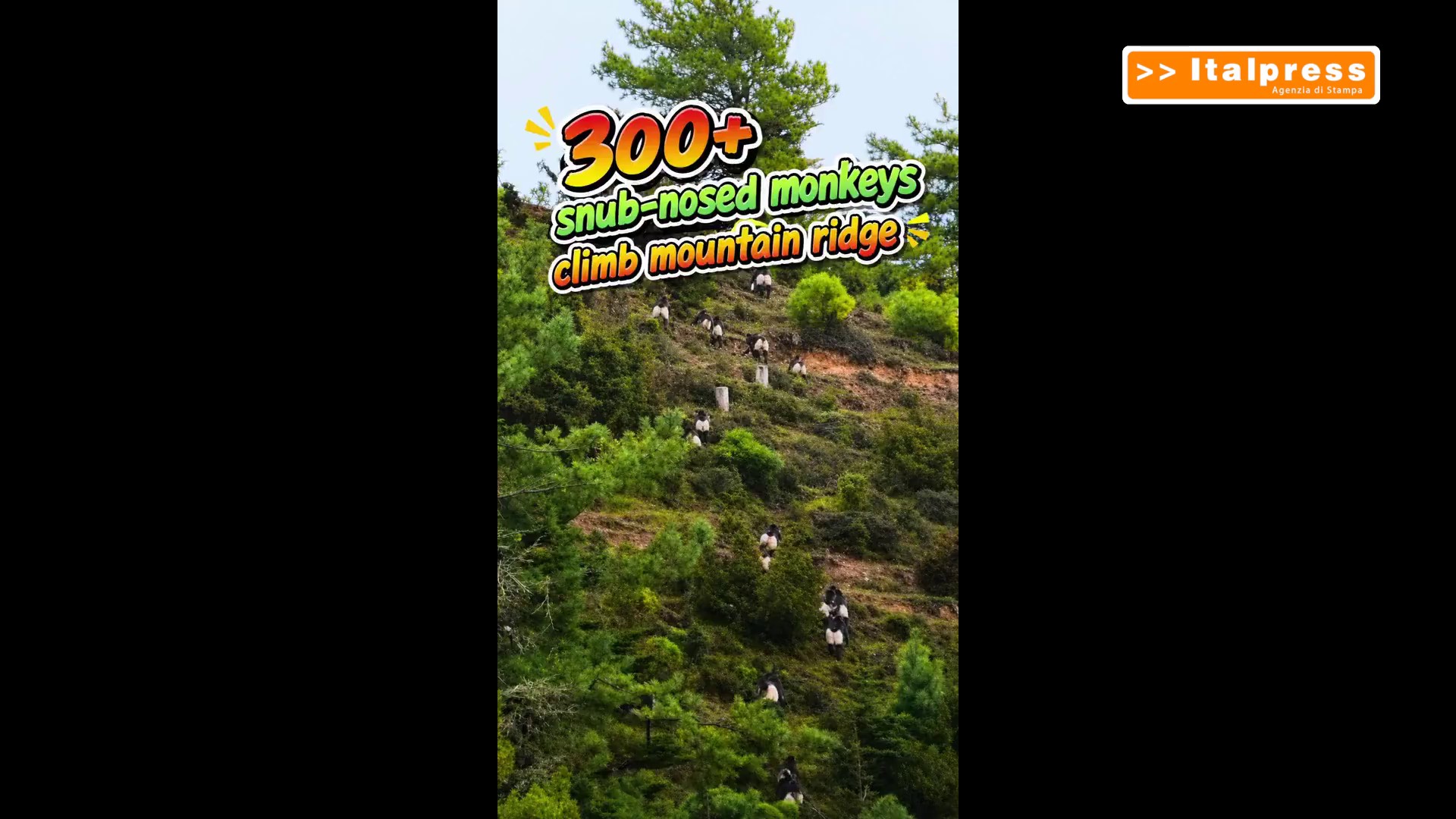 Cina: oltre 300 rinopitechi dello Yunnan scalano un crinale montuoso