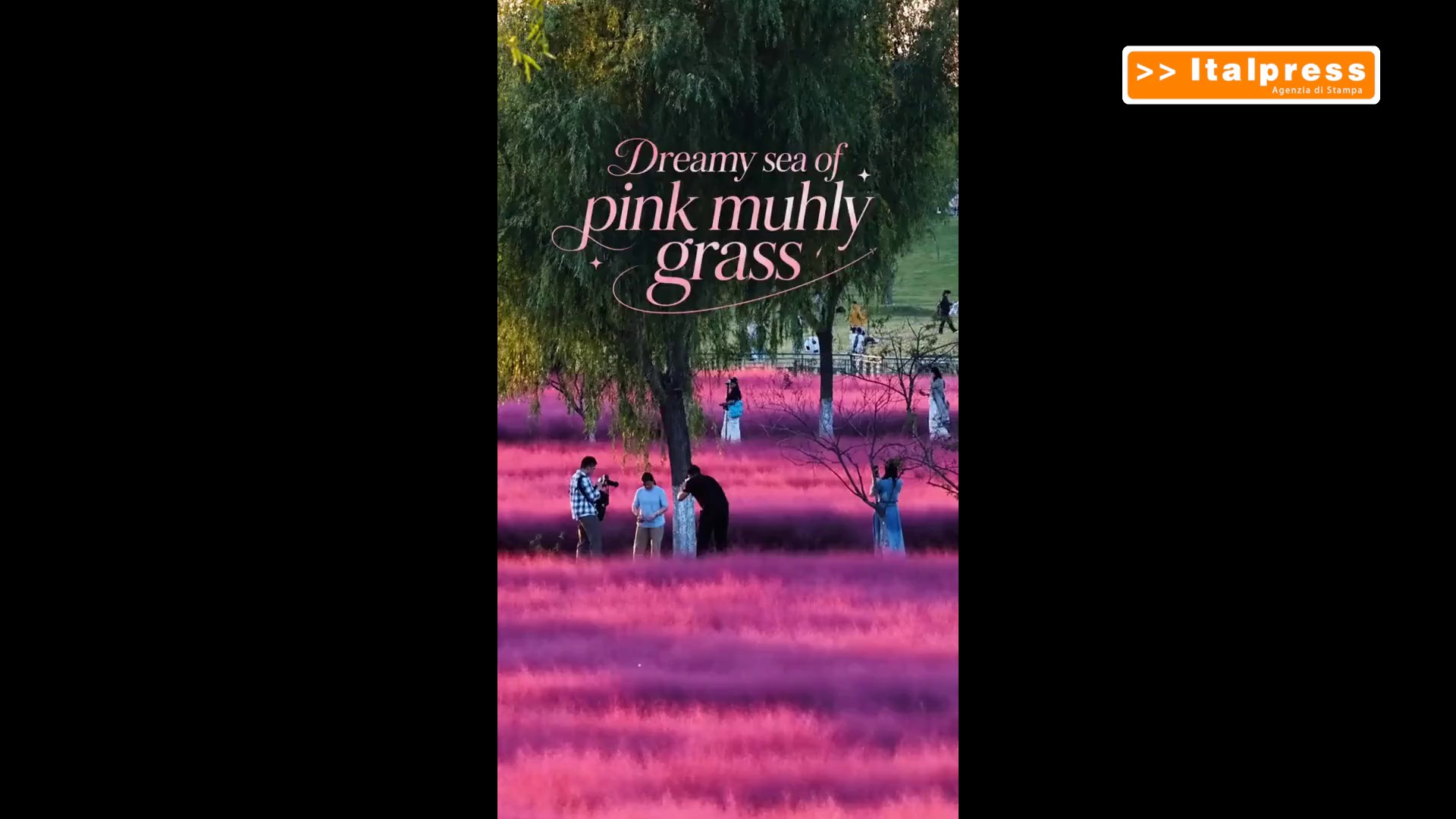Cina: erba muhly rosa in piena fioritura nel Jiangsu
