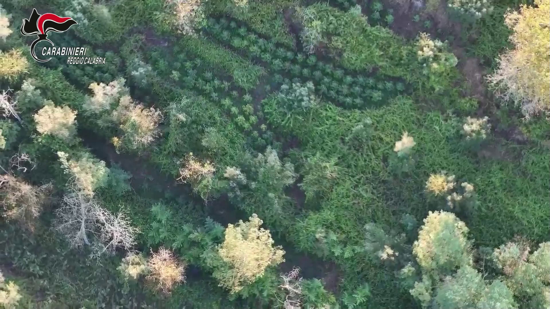 Scoperta maxi piantagione di marijuana nell'Aspromonte reggino